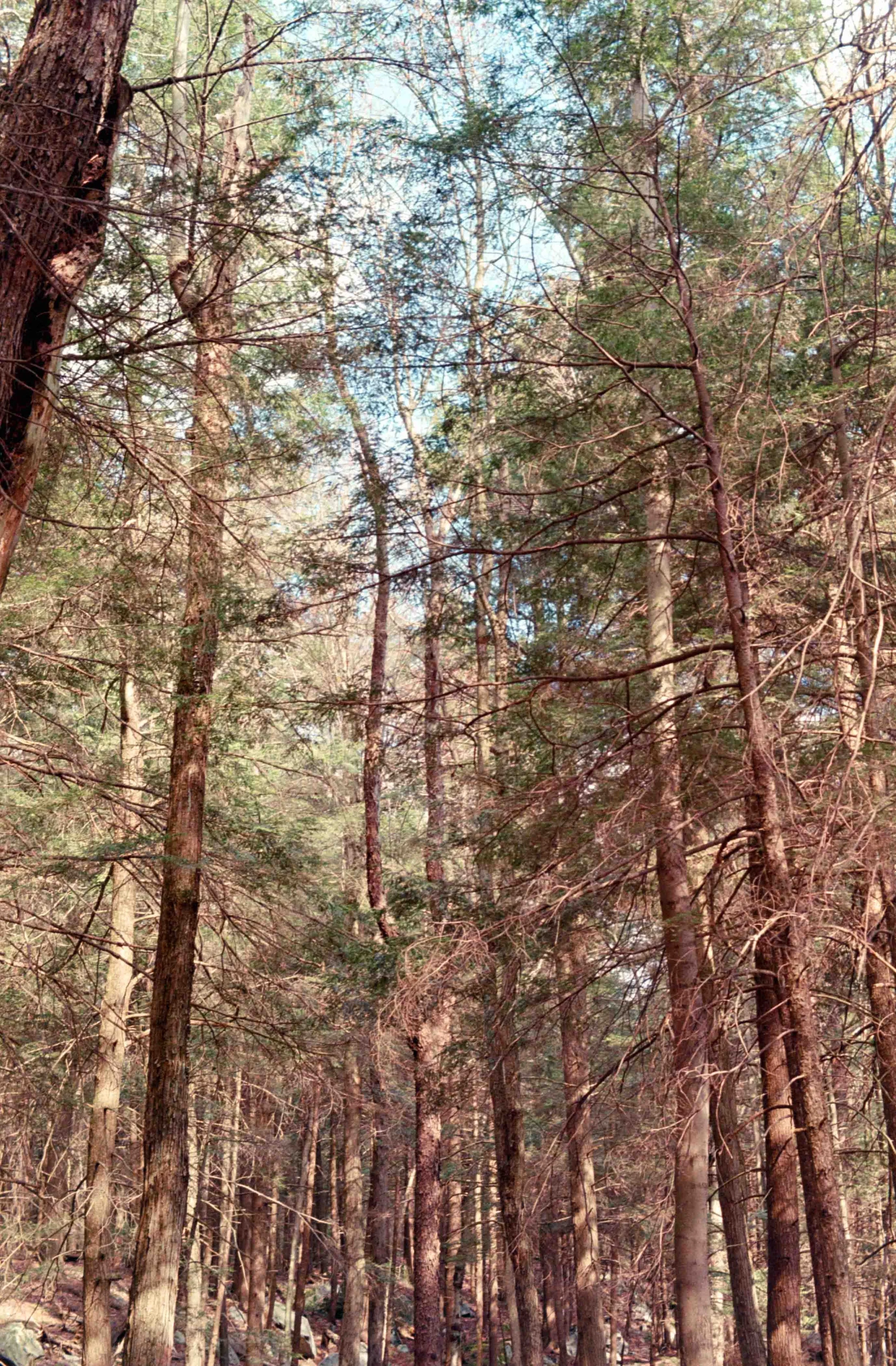 fuji_200-5.jpg