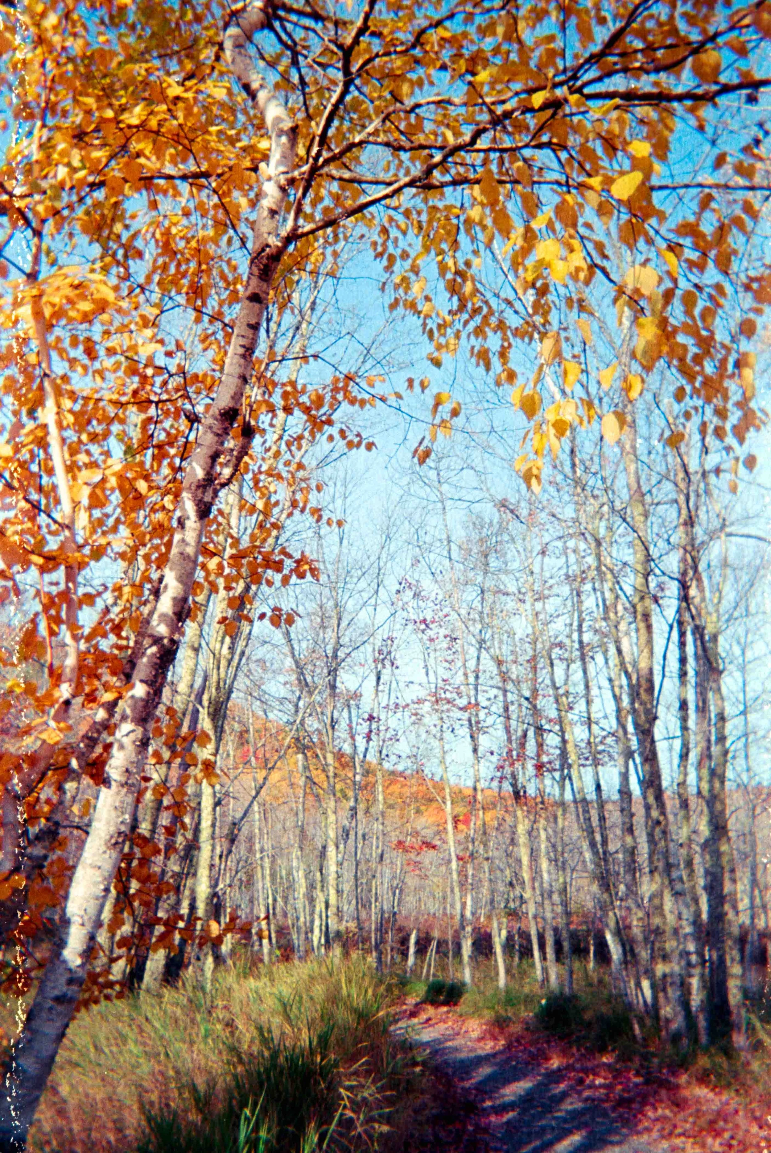 fuji_disposable-4.jpg