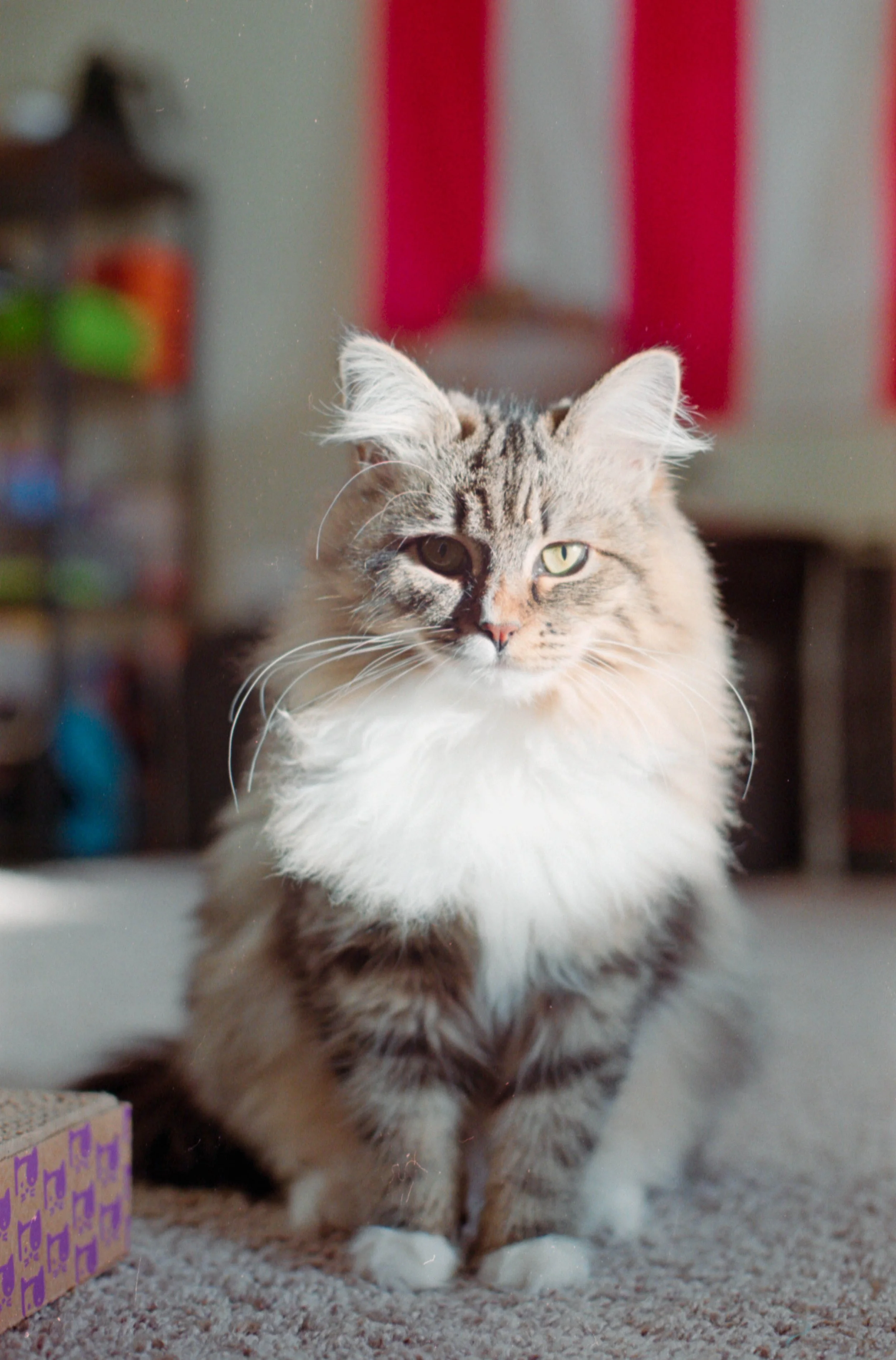 proimage100_31.jpg
