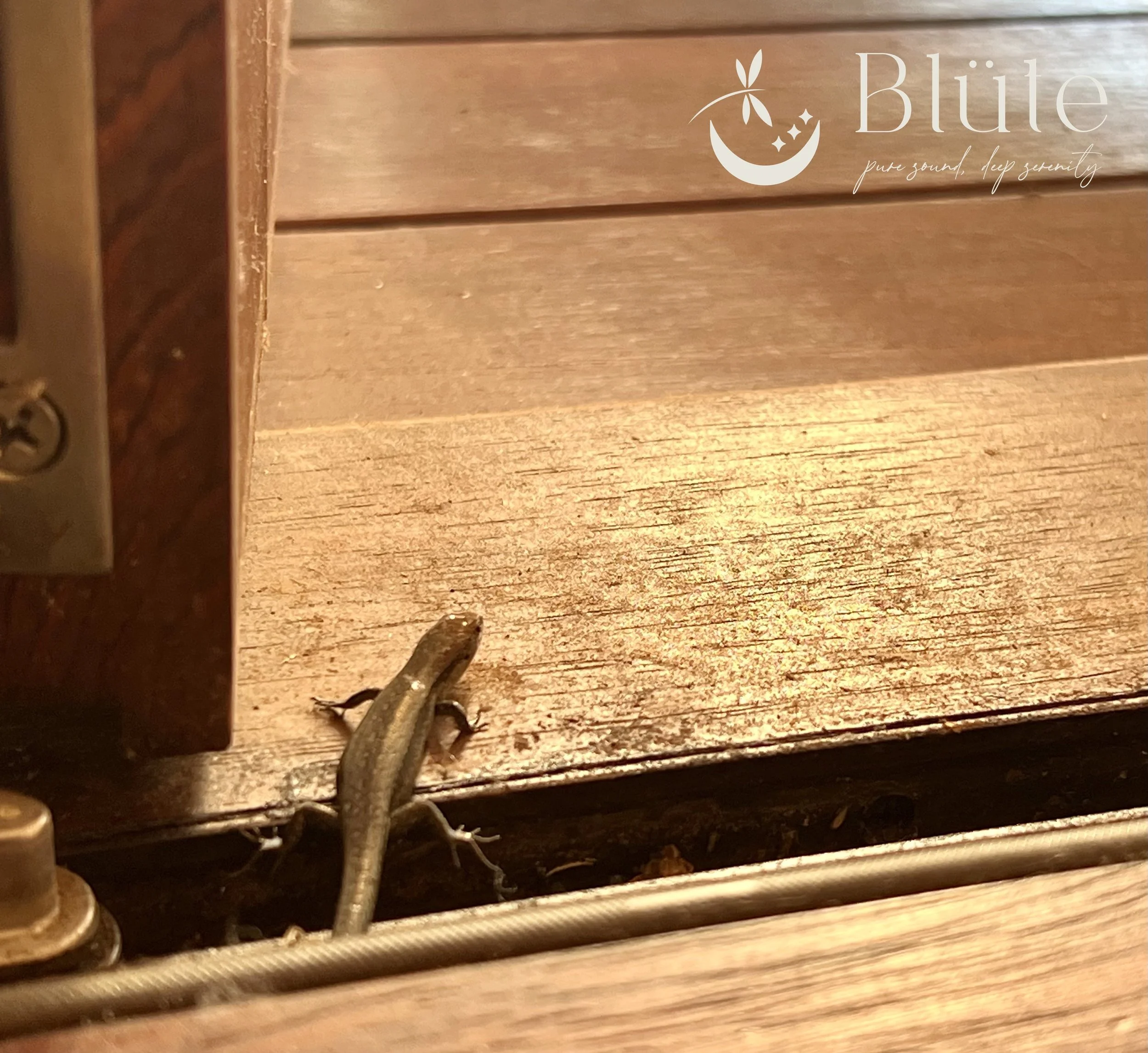 Tiny visitor after a Reiki session