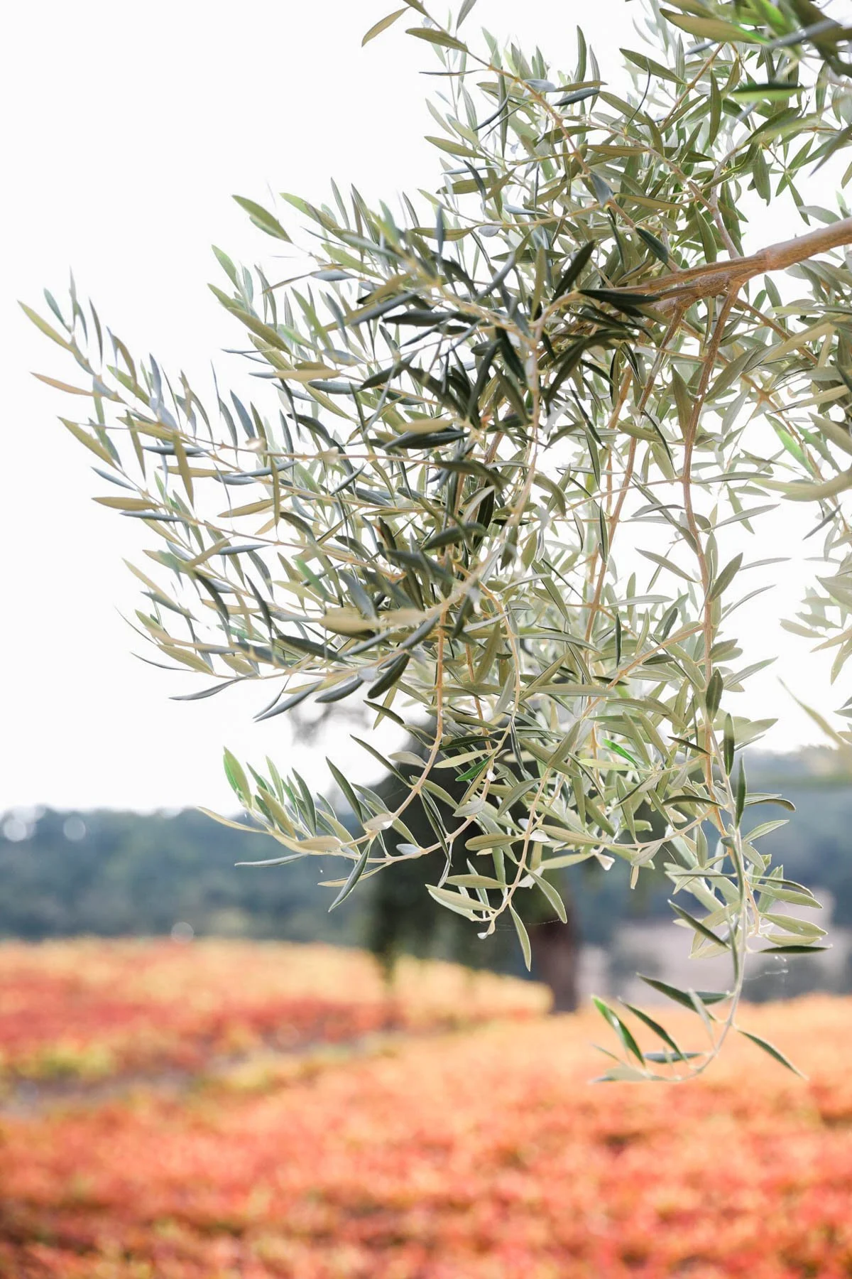 Close-up of olive tree branches with green leaves against a blurred landscape background.