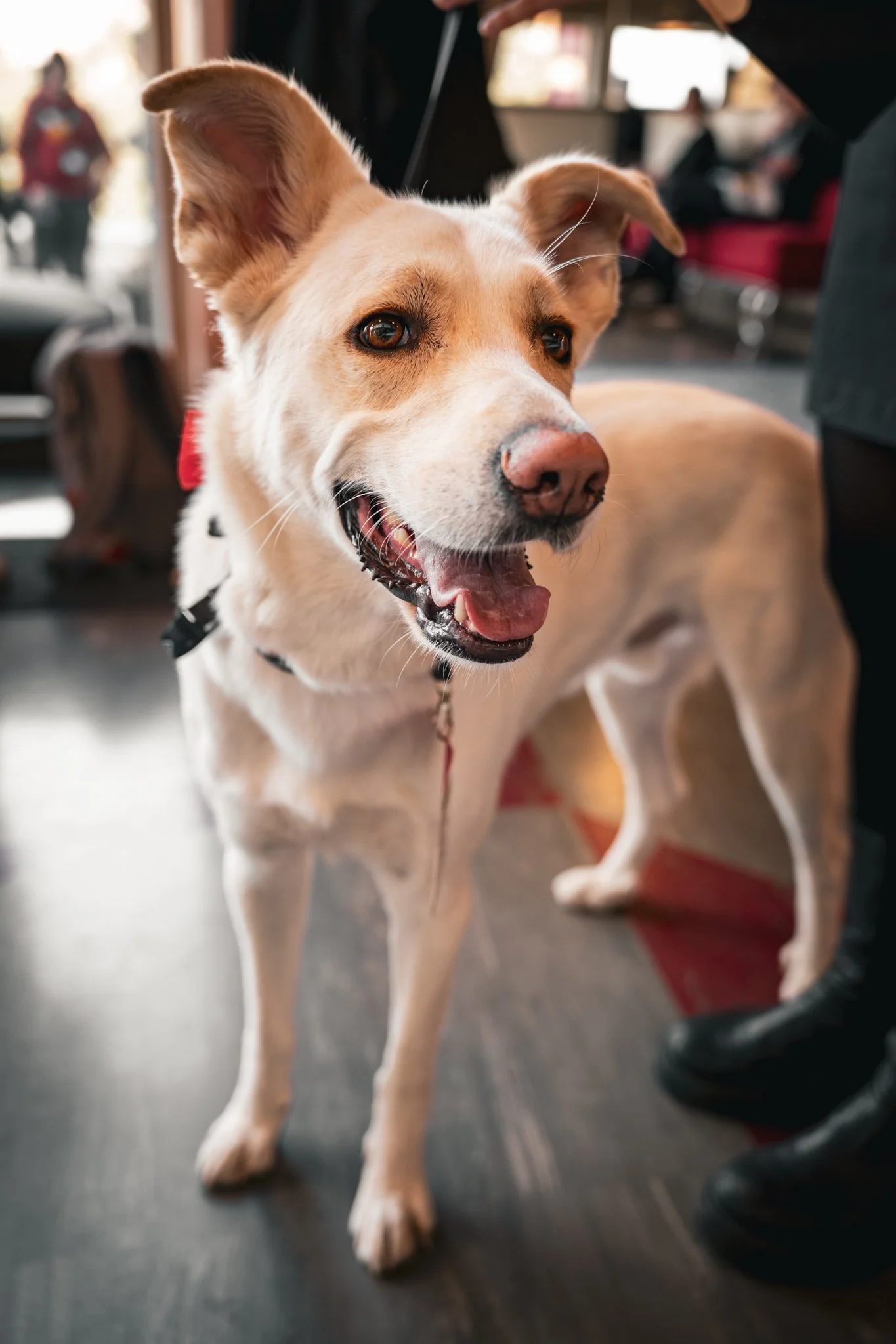A happy, light-colored dog with a red collar, standing on a dark wooden floor indoors, with blurred people and furniture in the background.