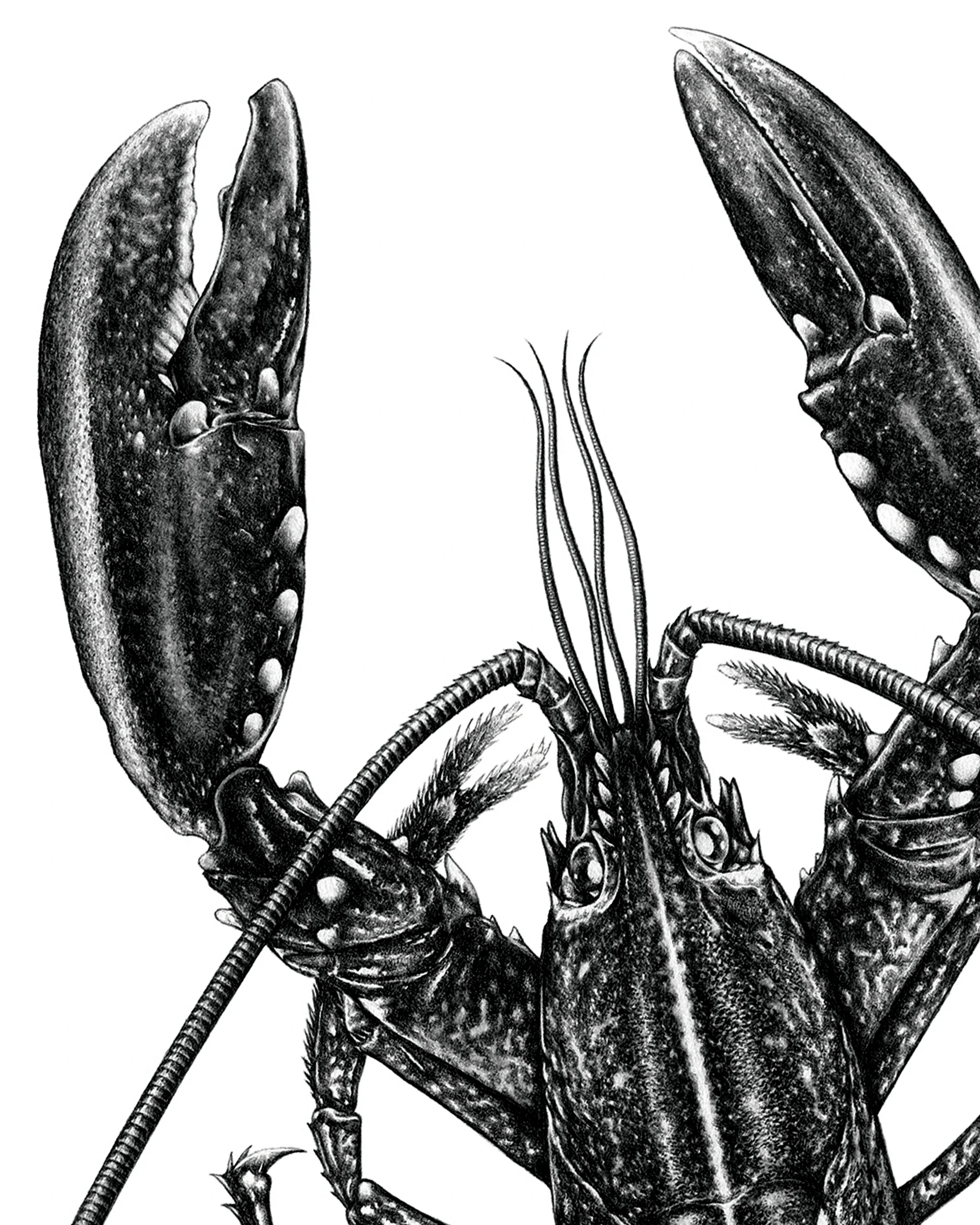 A5 Card Newlyn Lobster - Detail 1.webp