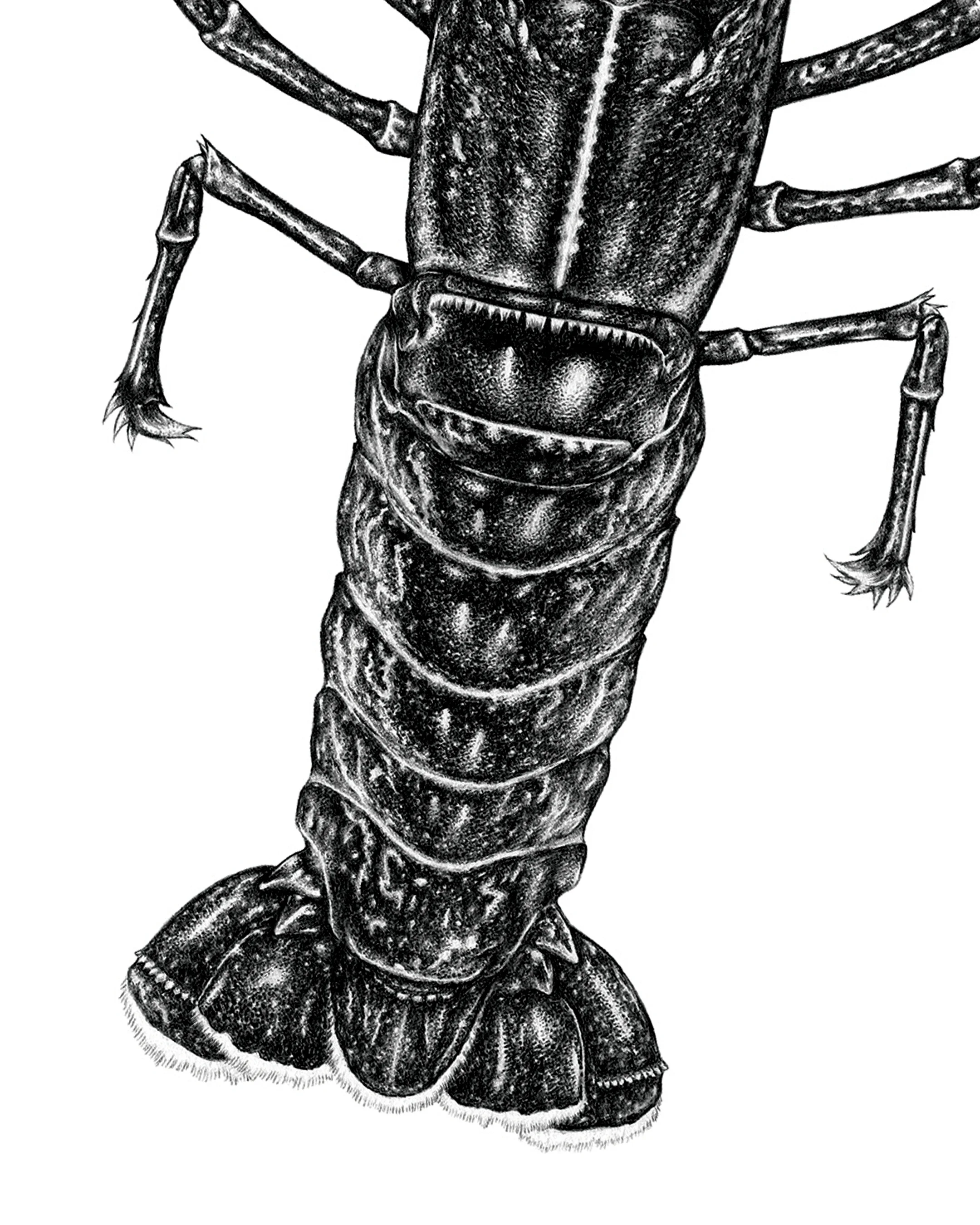A5 Card Newlyn Lobster - Detail 2.webp