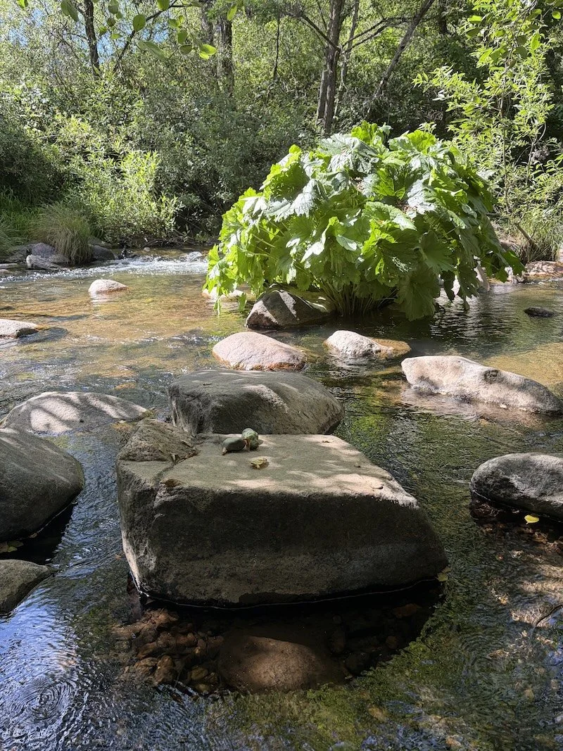 Contemplative location at Deer Creek in the Sierra Nevada.