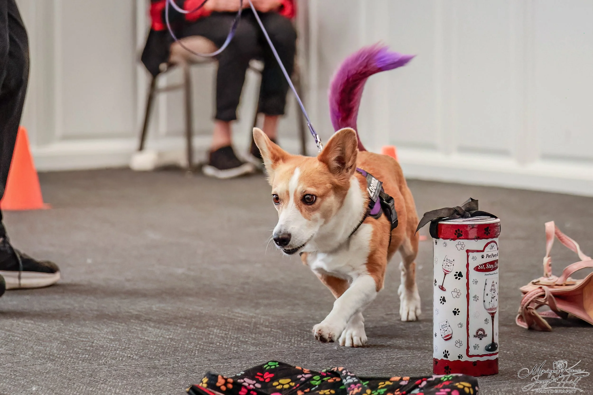 Zoomz, a corgi mix, performing a container search at the AKC Scent Work National