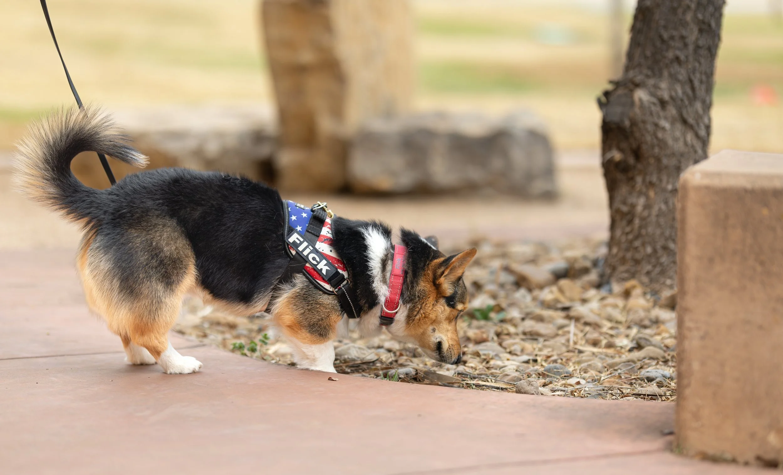 Flick, a Pembroke Welsh Corgi, working a master level AKC Exterior search.