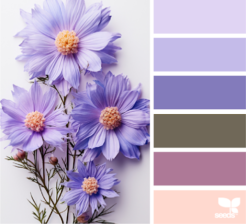 Aster Color