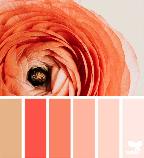 Ranunculus Hues