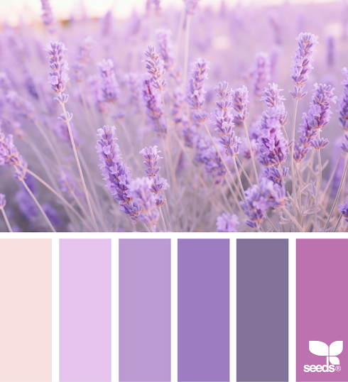 Color Field