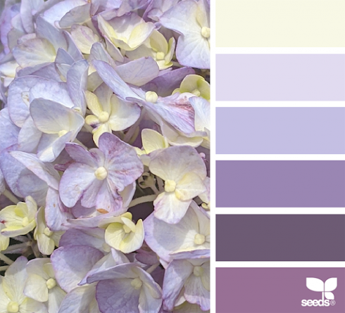 Hydrangea Hues