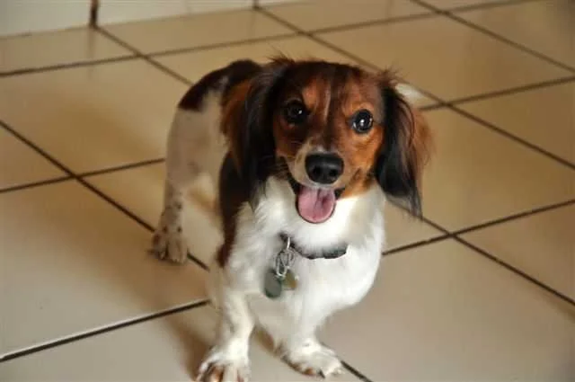 Dexter's Adoption Photo, 2010