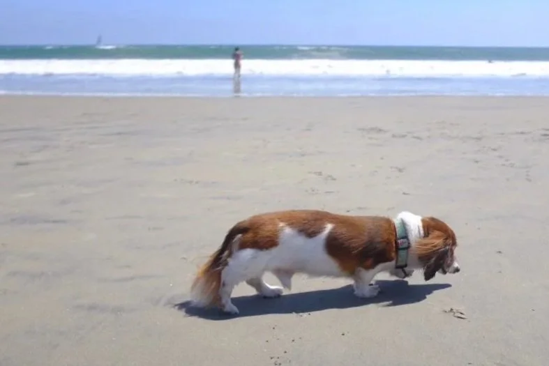 Dexter at Coronado's Dog Beach, 2023