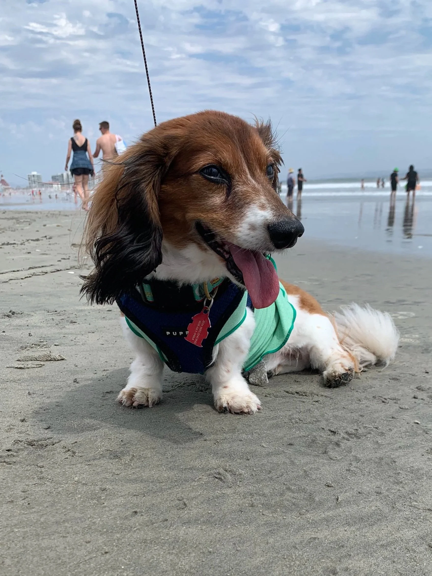 Dexter at Dog Beach, 2021