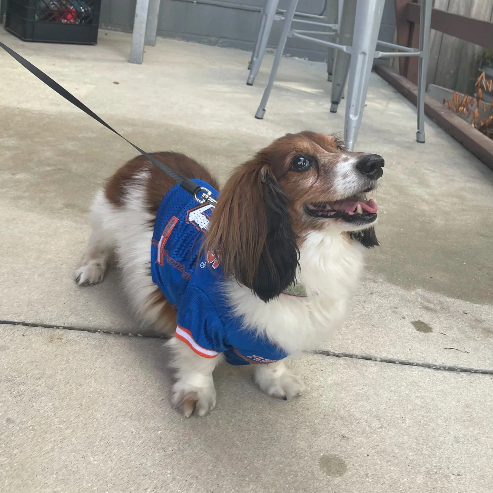 Dexter repping the Gators in Gainesville, Florida, 2022