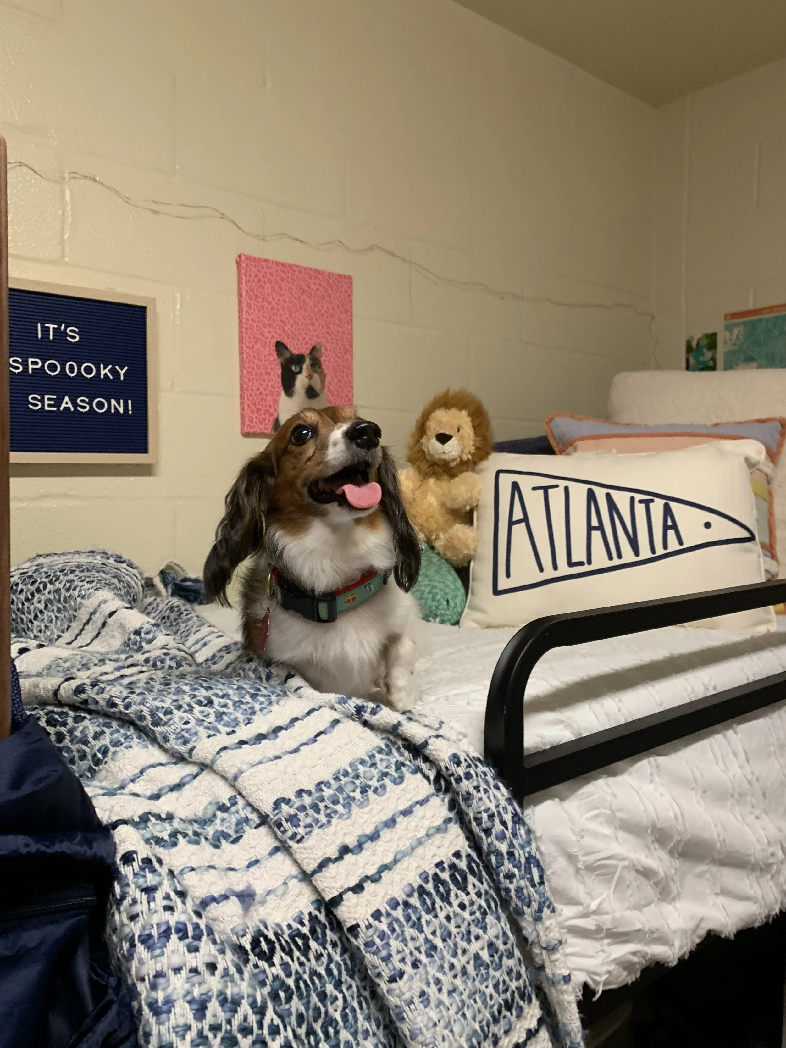 Dexter goes to college, 2019