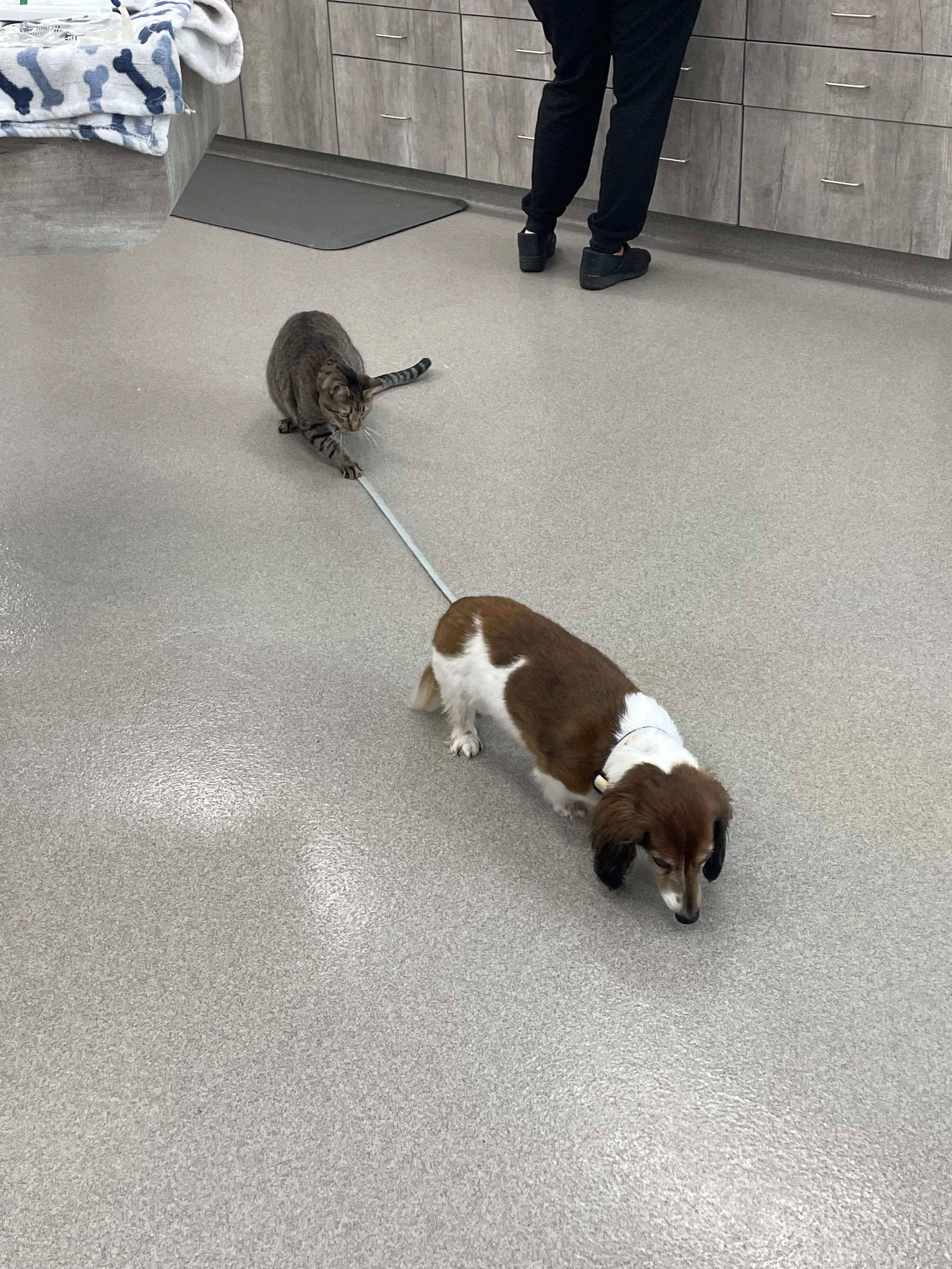 Dexter playing with his friend Hotdog at the vet, 2023