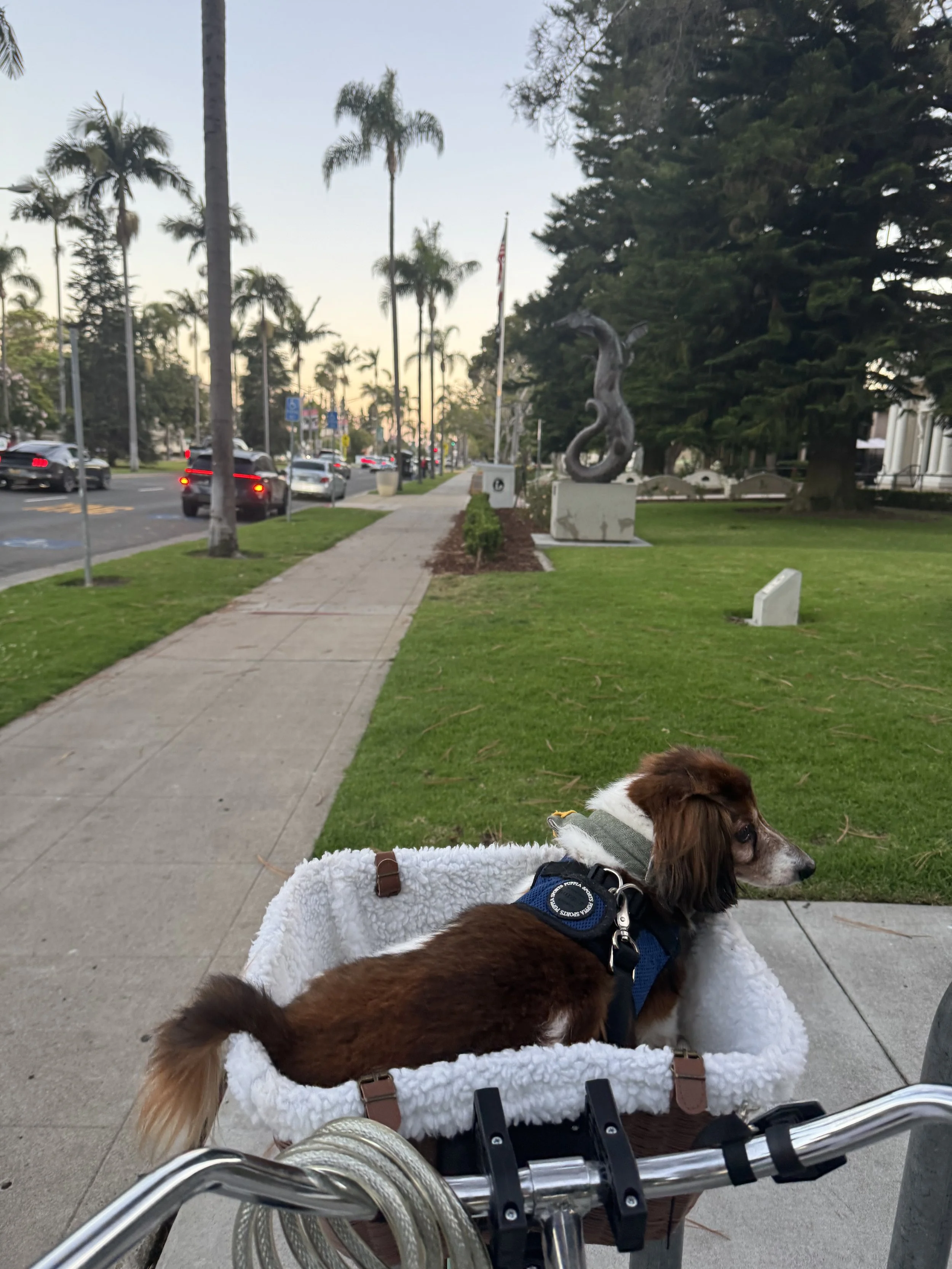 Dexter in his bike basket, 2025