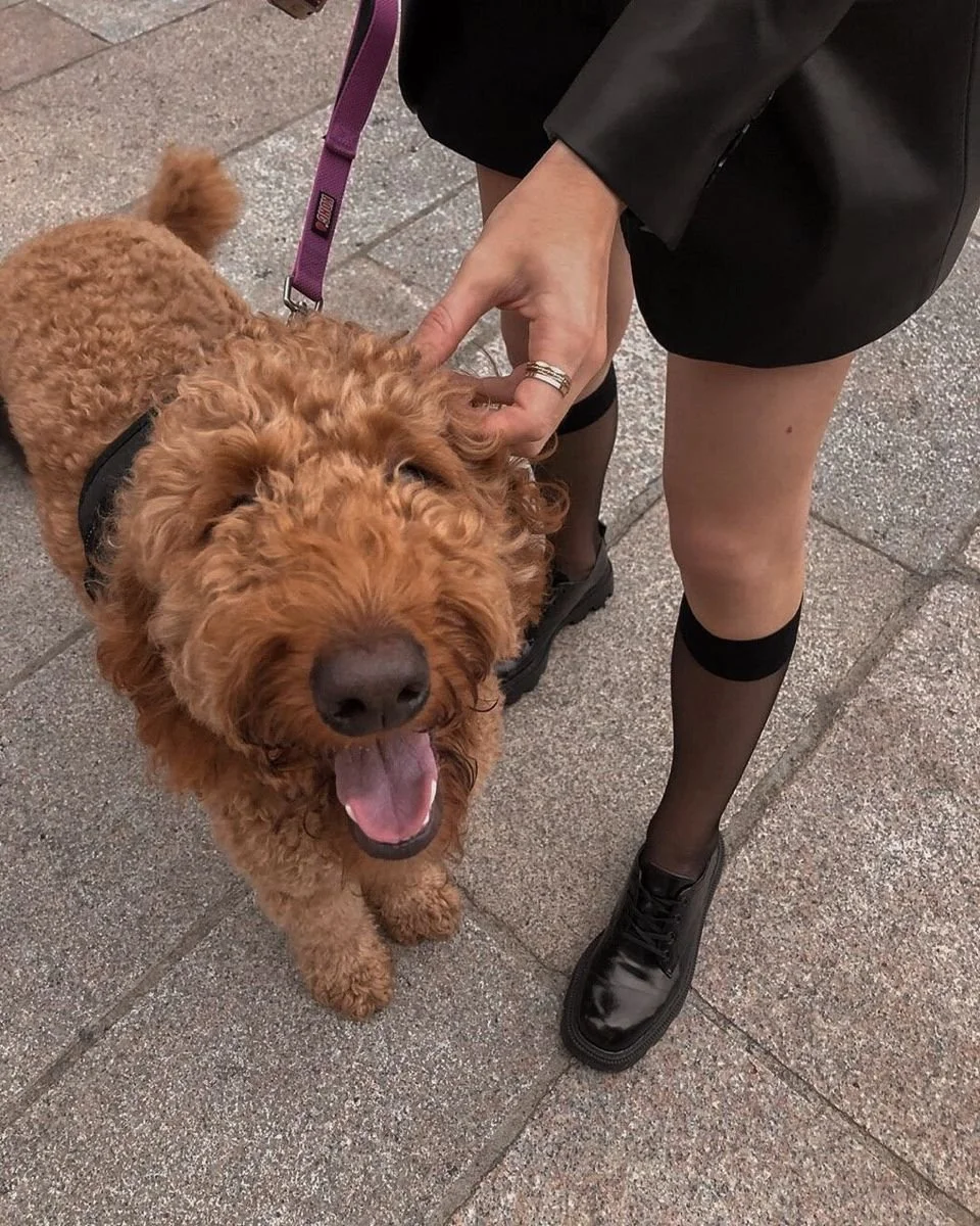 doginfluencer1.jpg