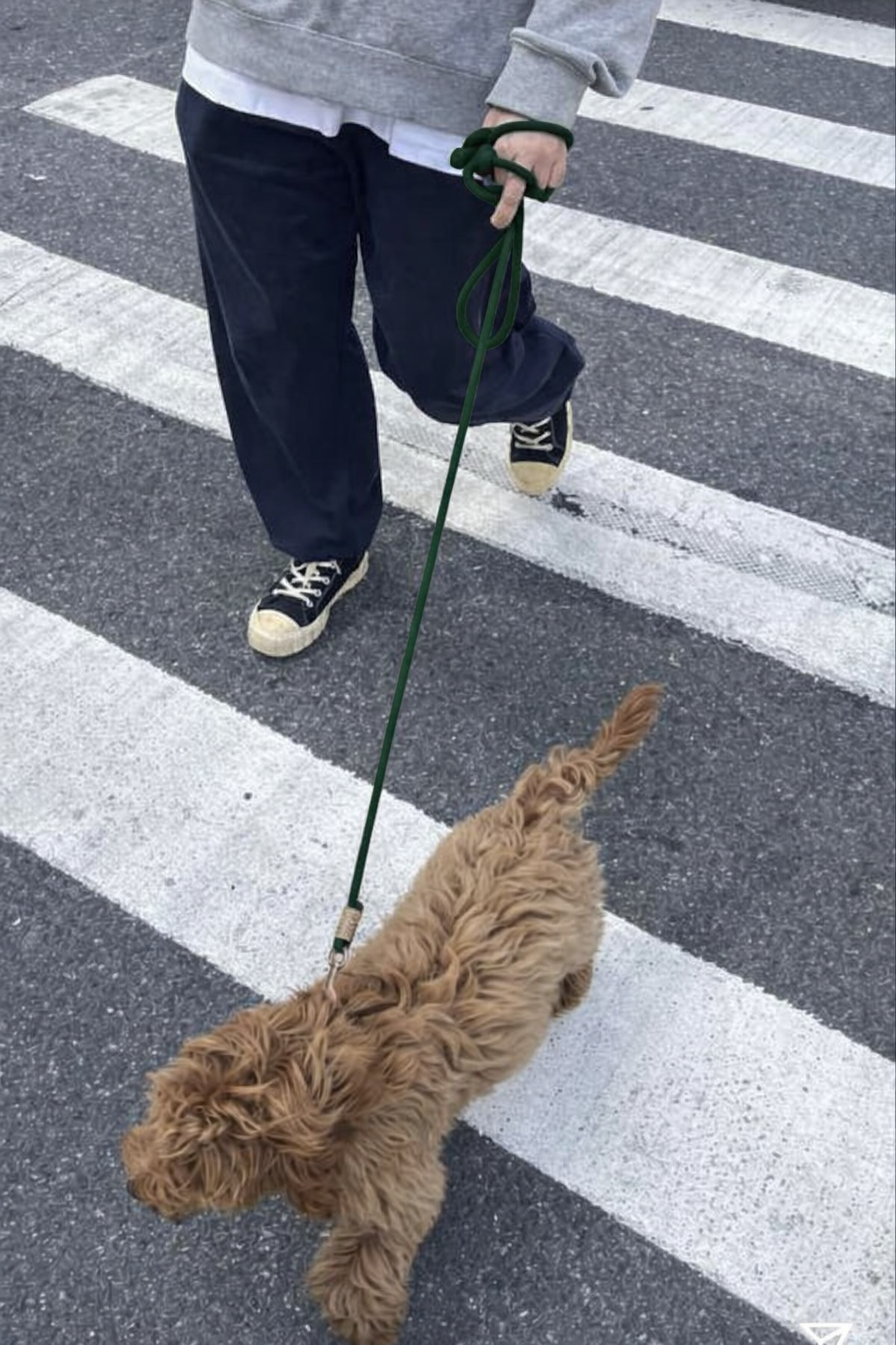 Dog Walking 30 minutes to up to 2 hours