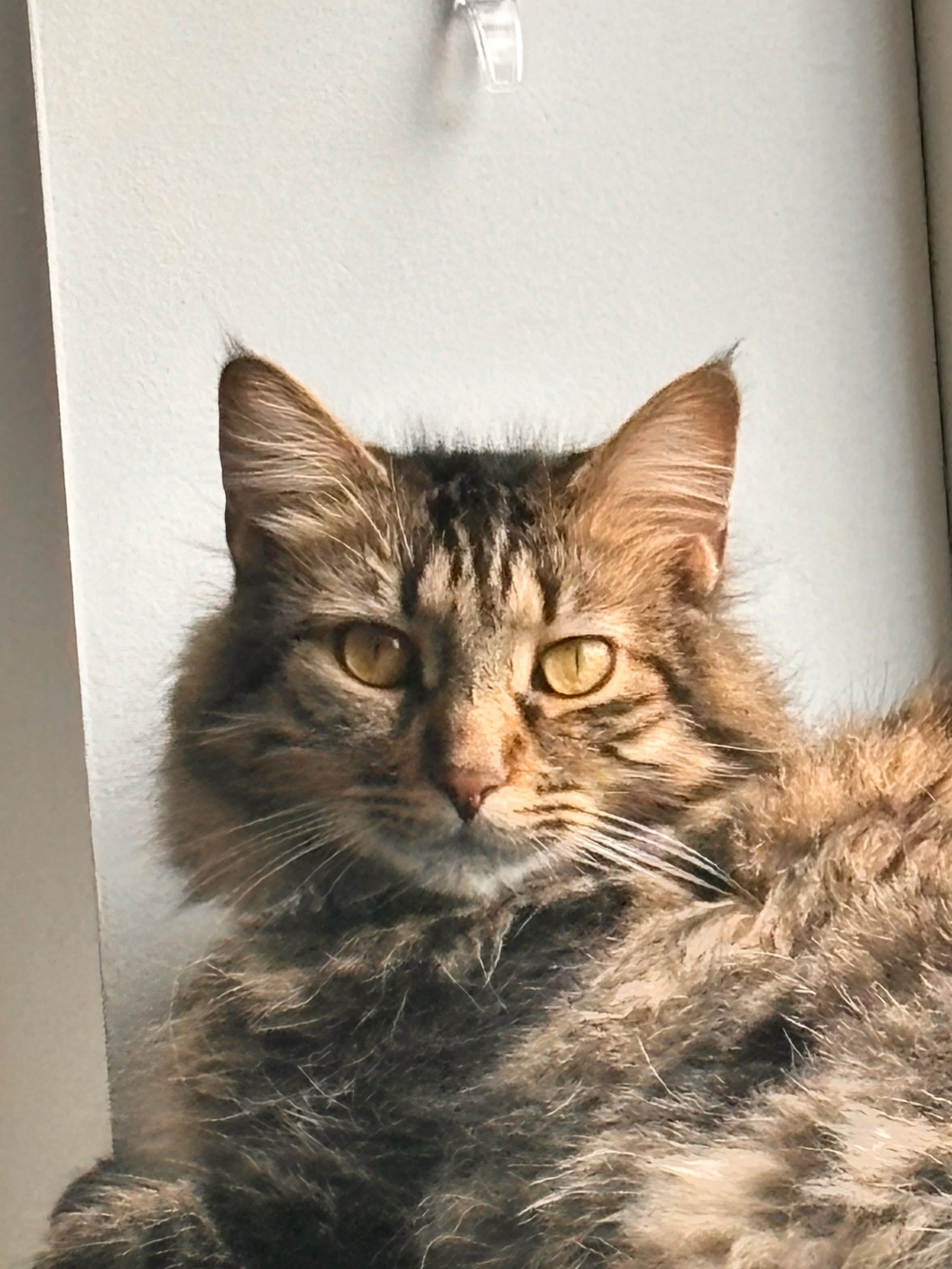 Close-up of a tabby cat with yellow eyes, sitting against a light background, looking at the camera.