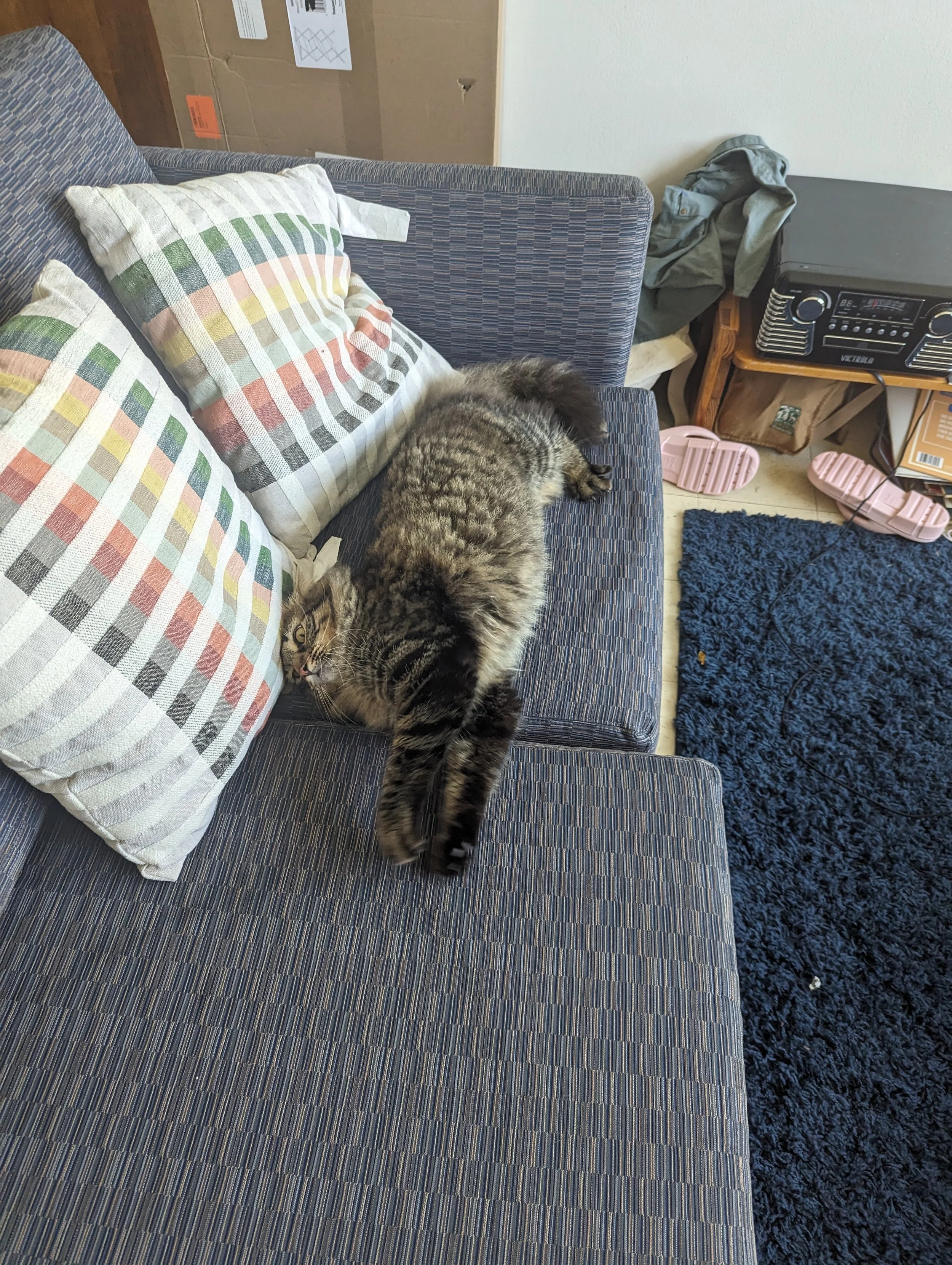A tabby cat lying stretched out diagonally on a sofa with striped cushions, in a living room with a dark blue carpet, a small black stereo, pink slippers, and a box in the background.