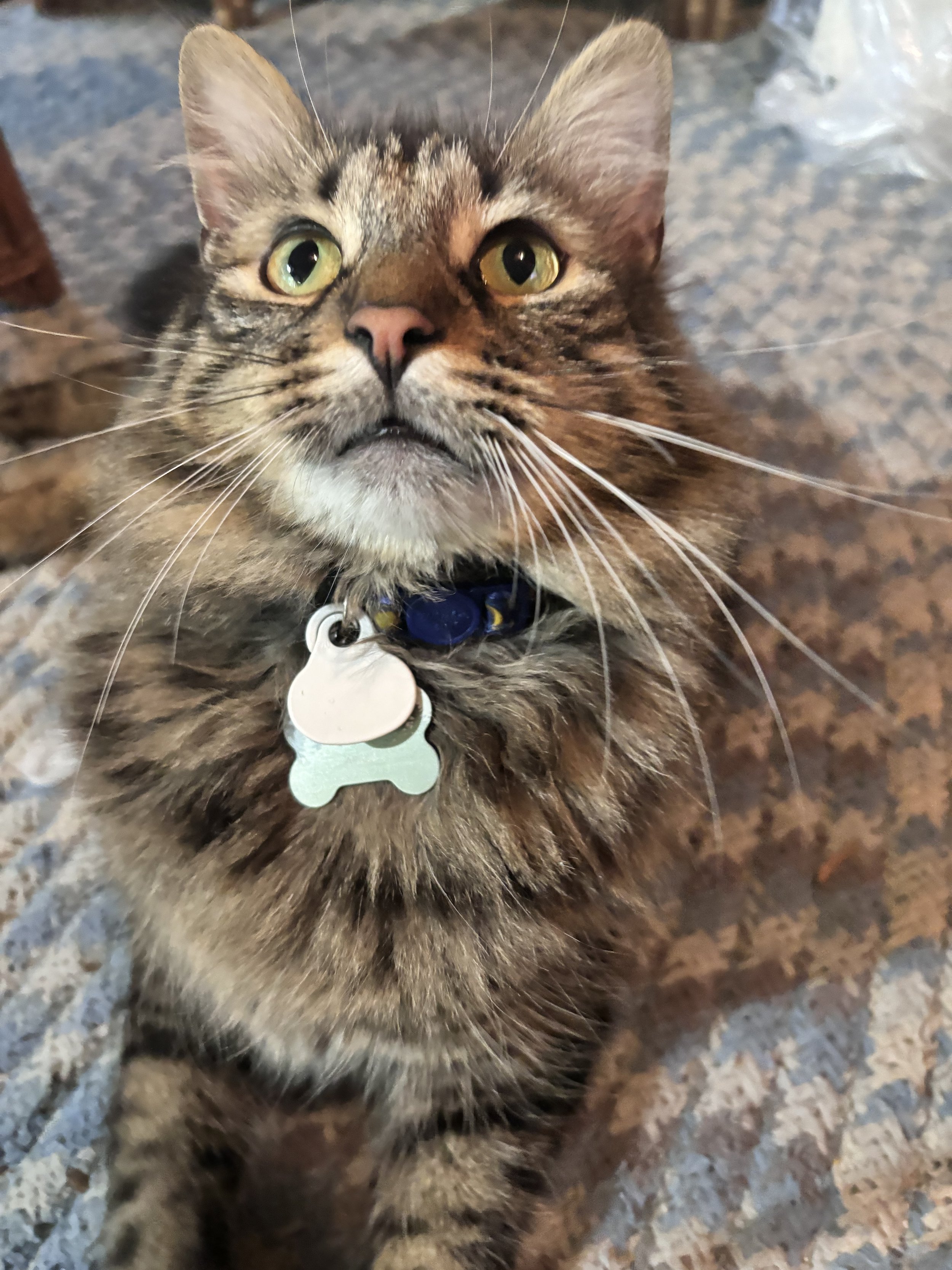 Close-up of a tabby cat with yellow-green eyes wearing a blue collar with tags, sitting on a multicolored carpet.