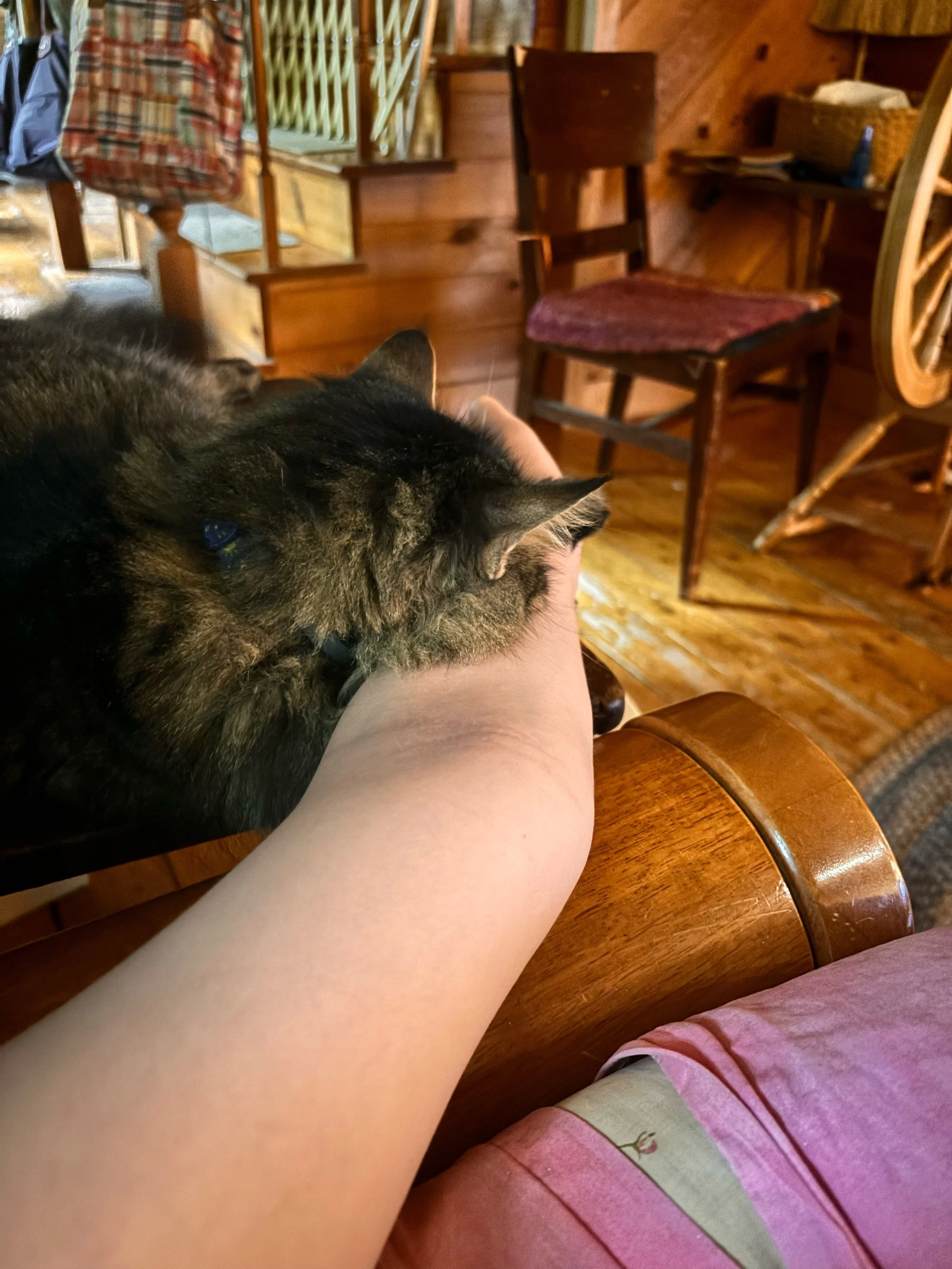 Person petting a sleeping tabby cat on a wooden armrest in a cozy, wood-paneled room with rustic furniture and a rocking chair.