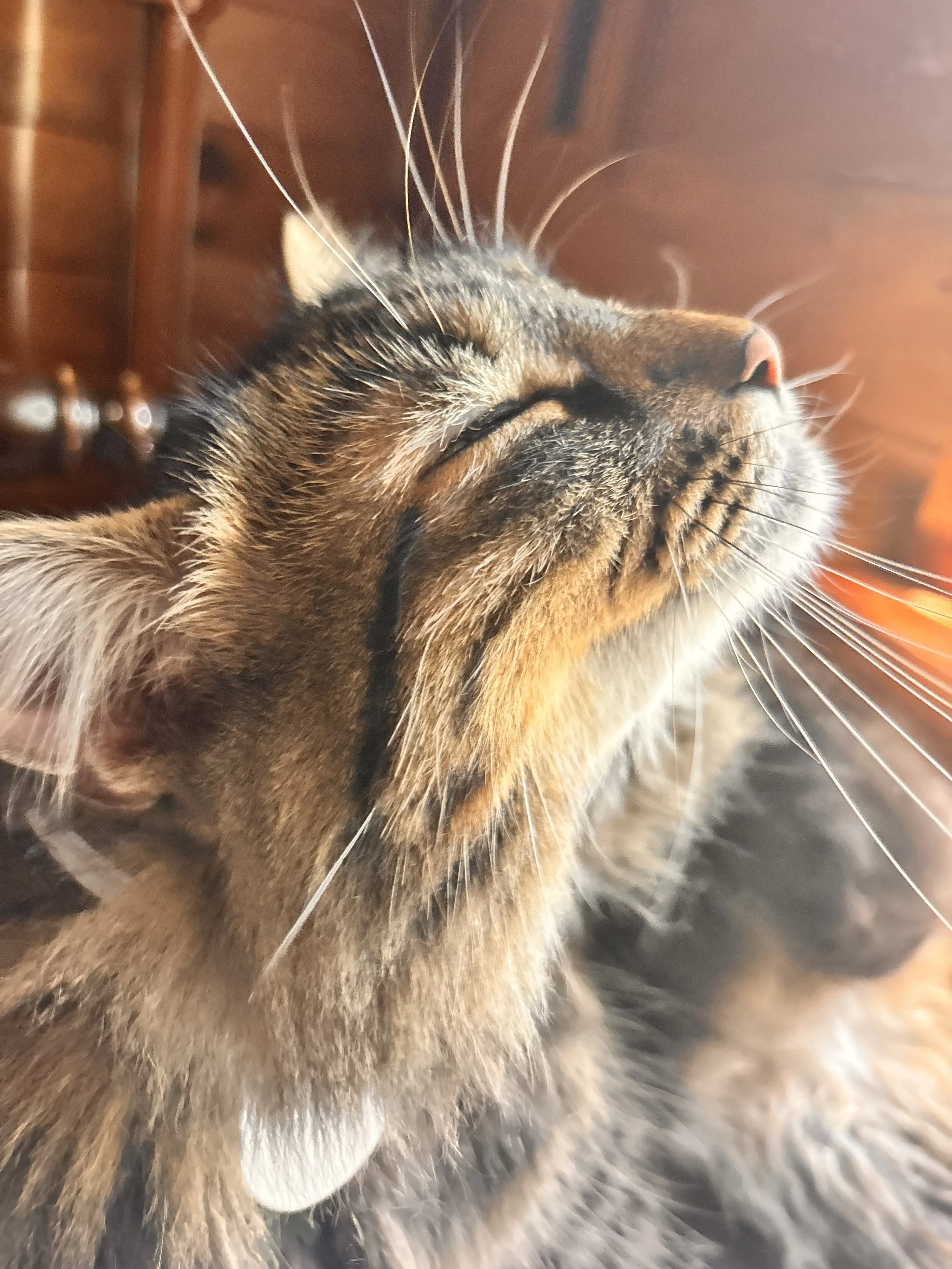 Close-up of a content cat with closed eyes, scratching its face with its paw, in a warm-colored room.
