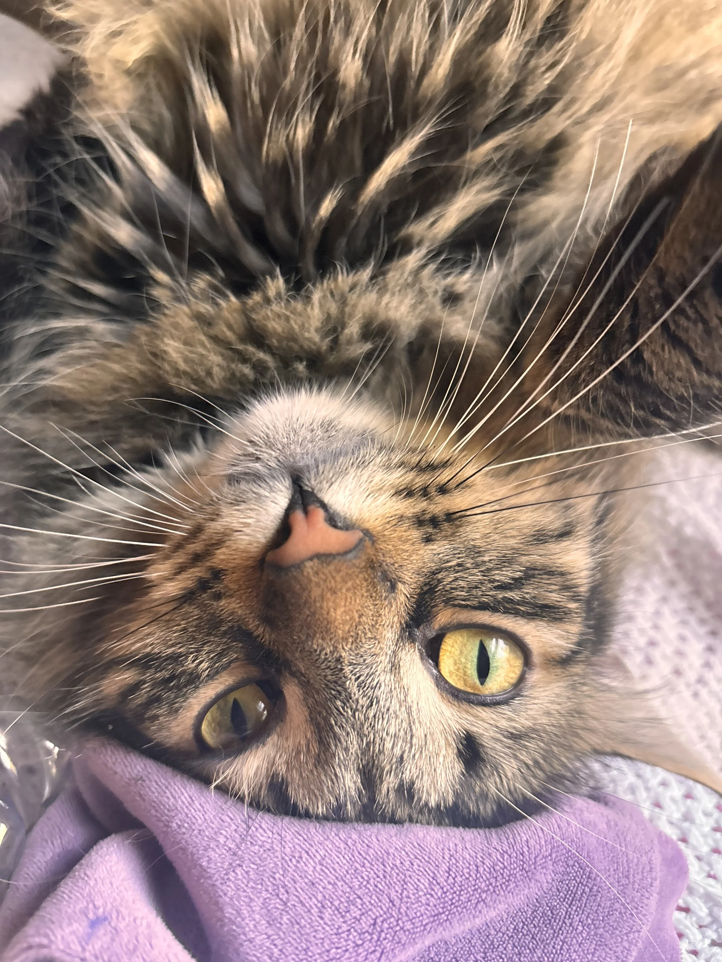 Close-up of a tabby cat lying on its back, looking up with yellow eyes, head resting on a person's purple clothing.