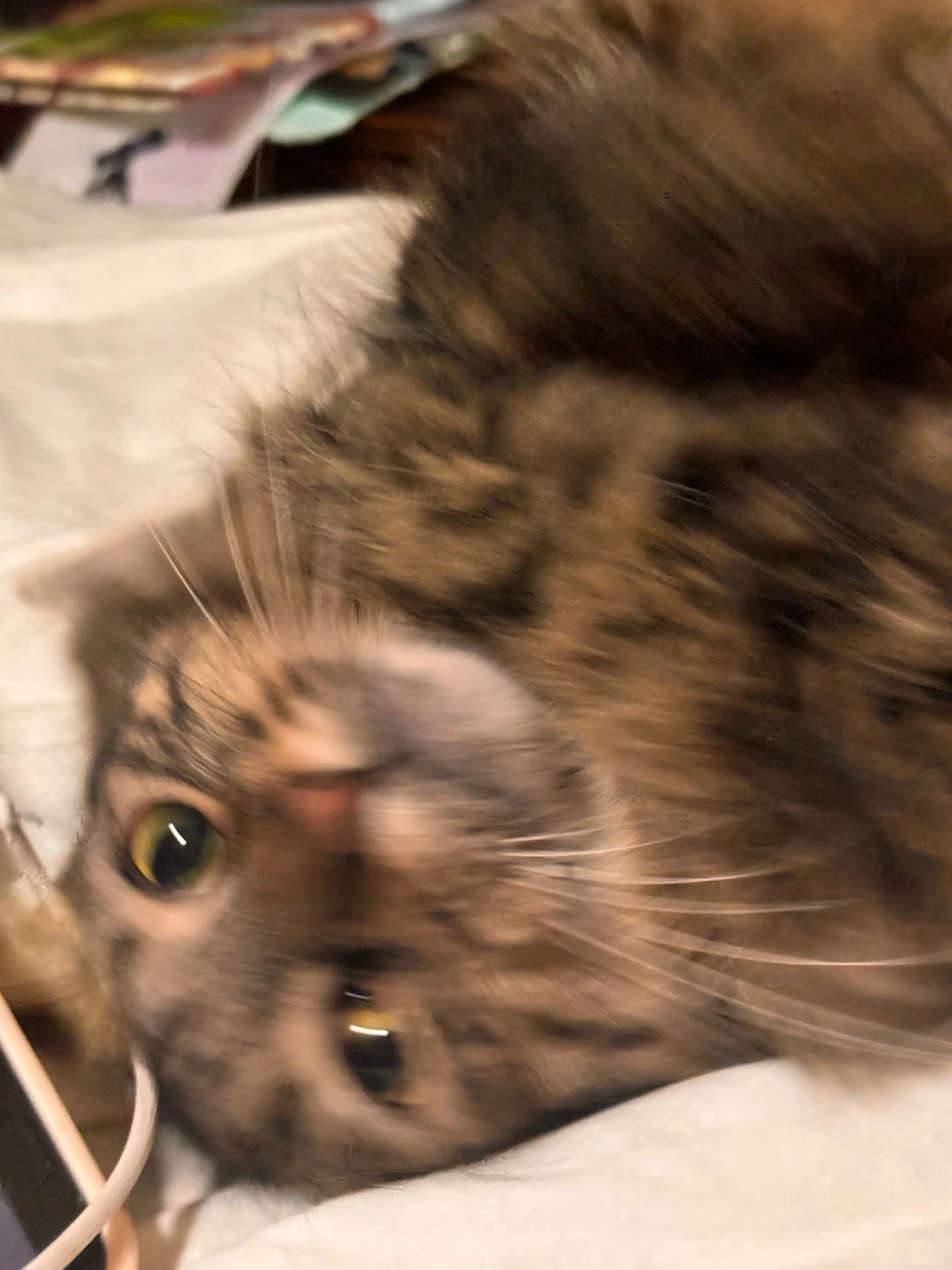 Close-up of a tabby cat lying on its side, with green eyes and a purple collar, looking at the camera.