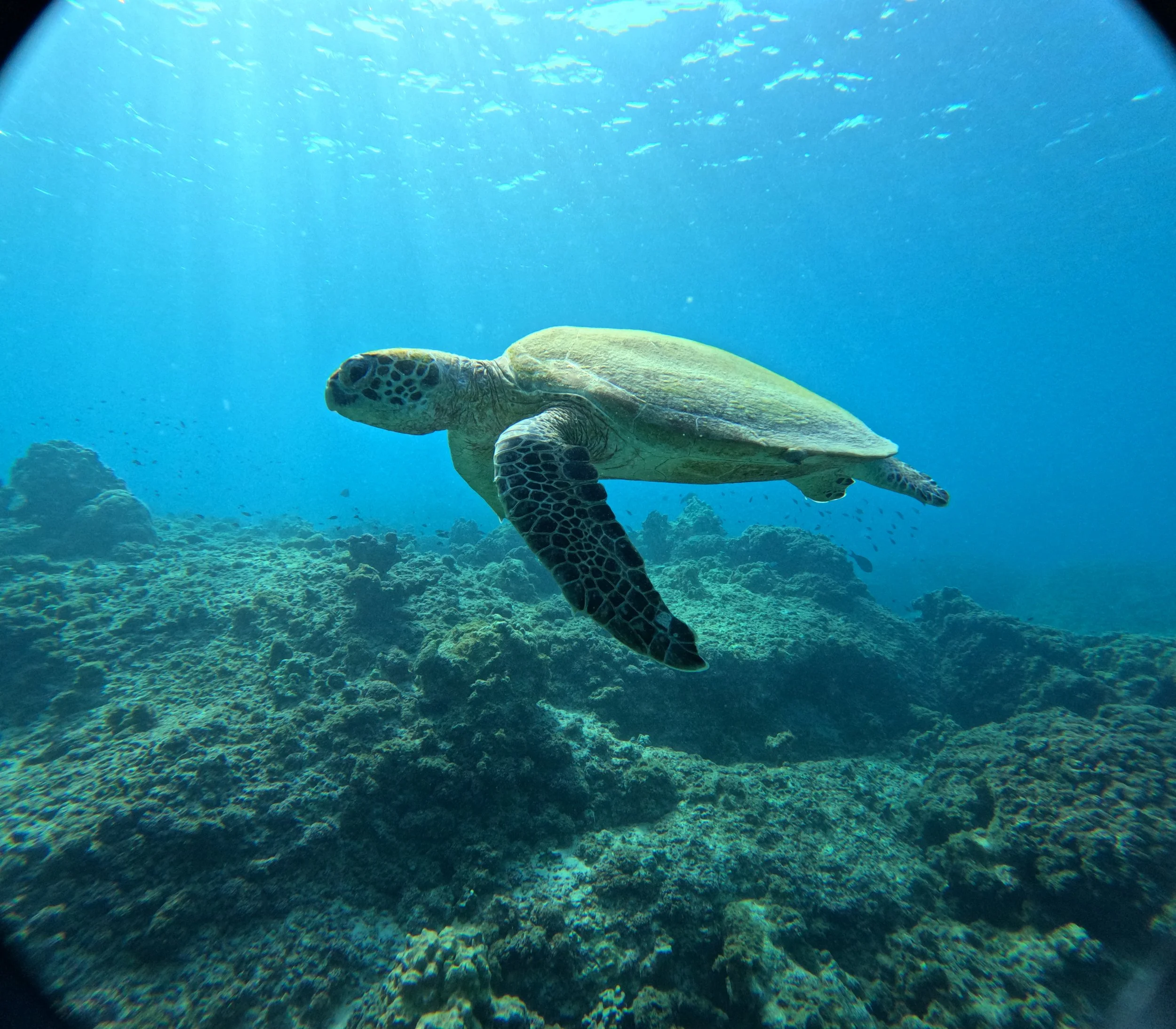 Snorkelling at the Damaniyat Islands: Swimming with Turtles off the Coast of Oman