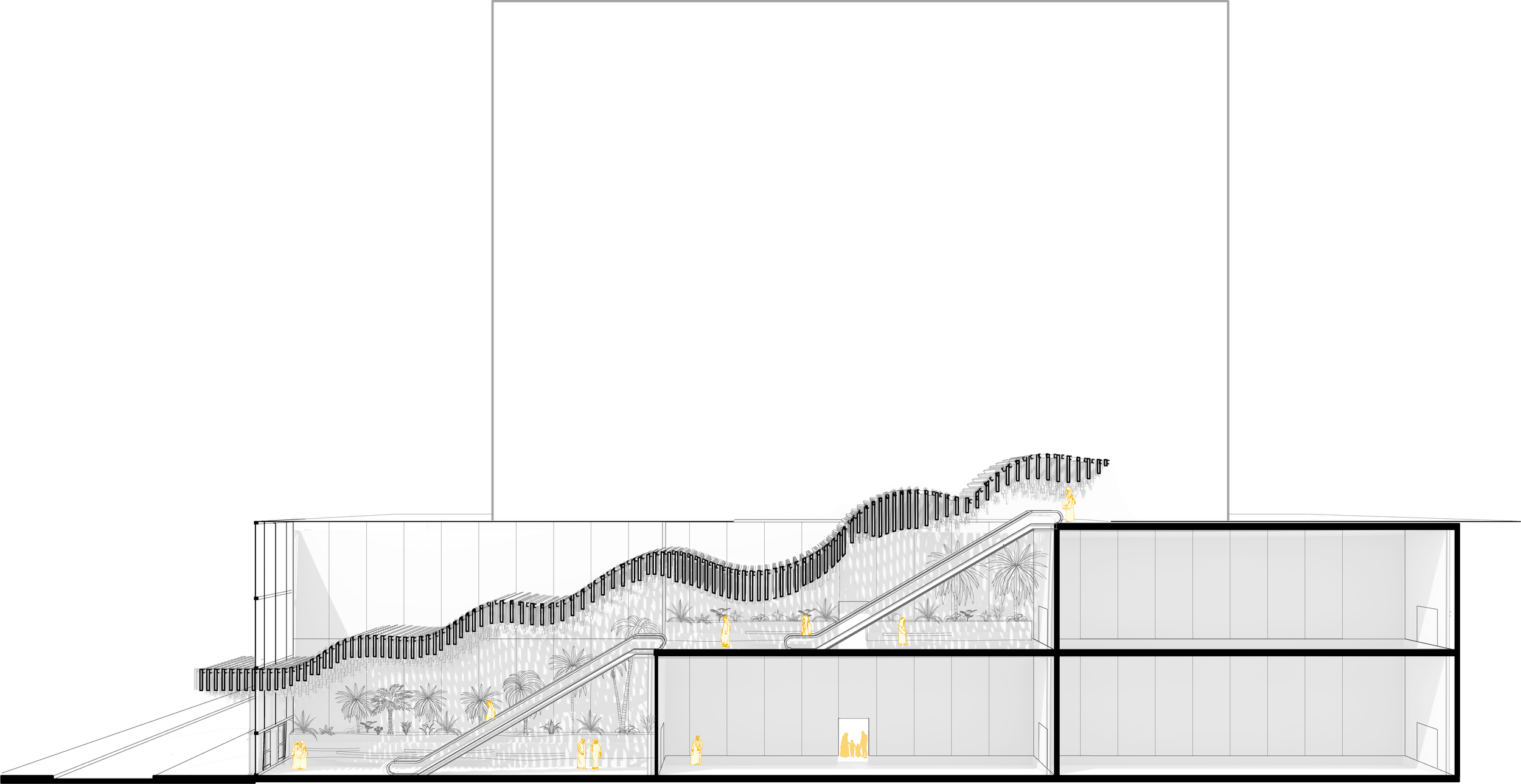 Longitudinal Section  