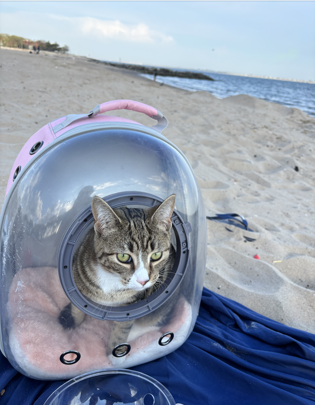 Pet Sitting Consultation