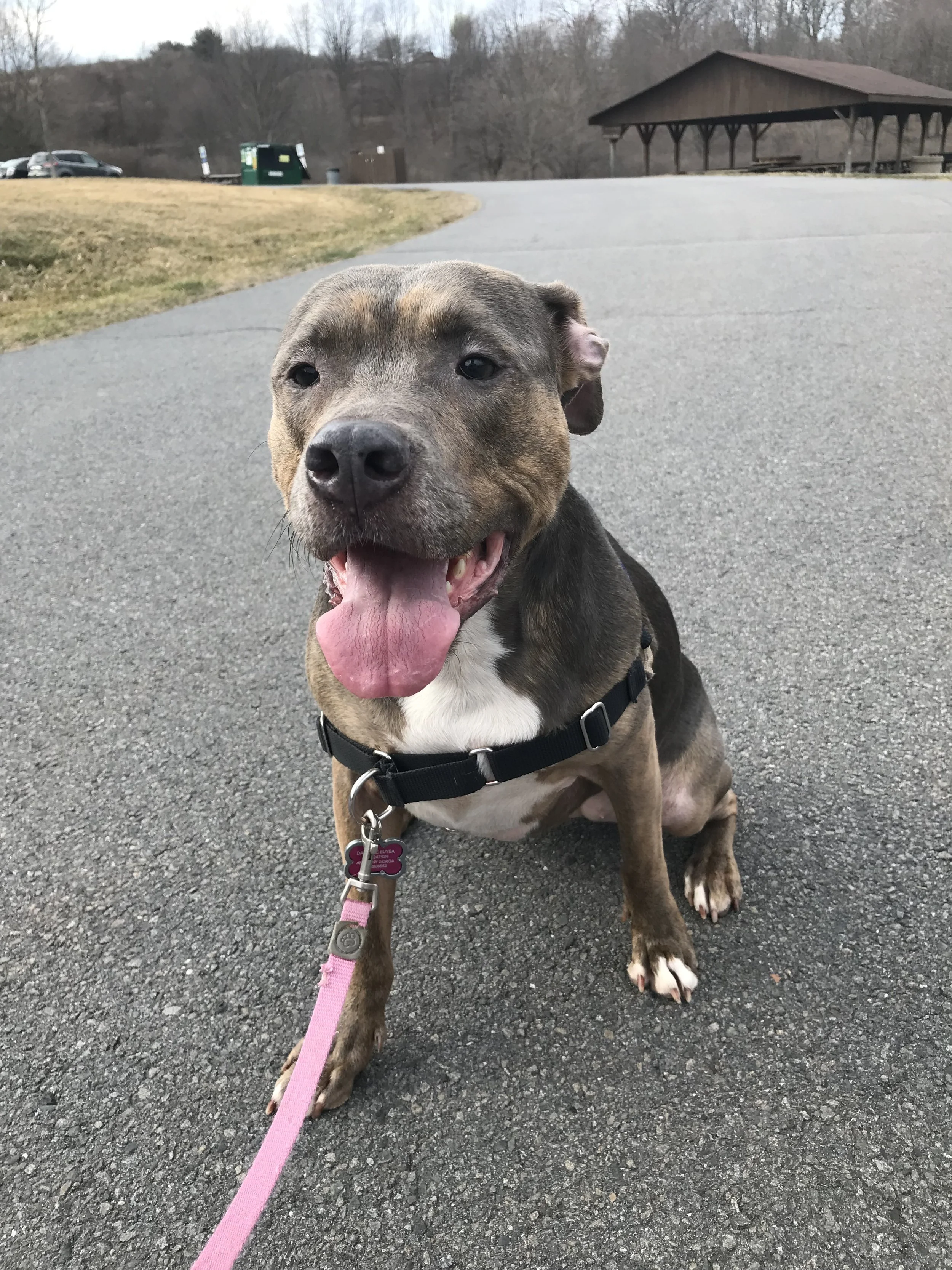 A joyful brown and black pitbull puppy sitting smiling, enjoying a nice day walking with Dani G Pet Care.