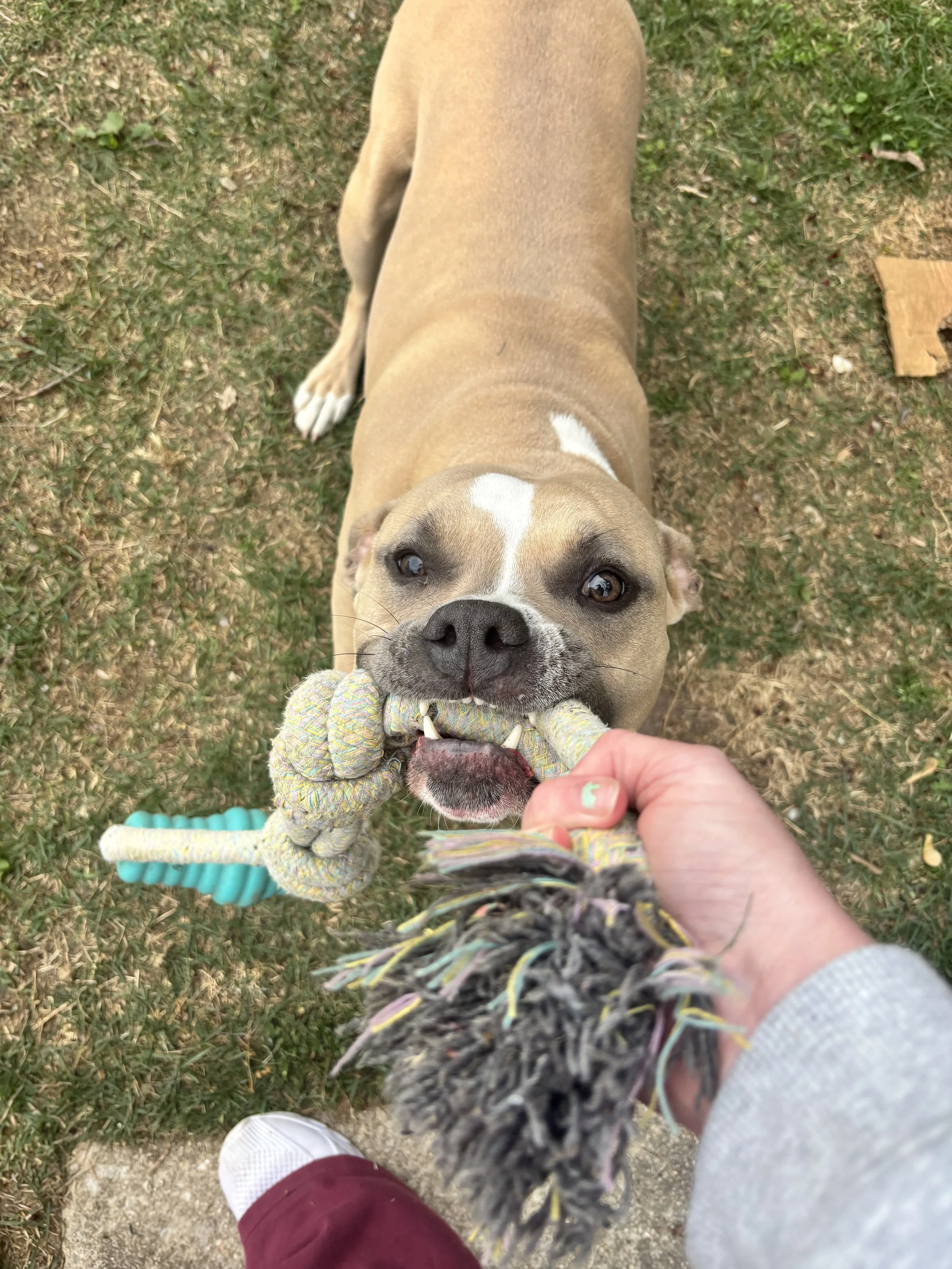Playful dog enjoying a tug toy during a pet sitting visit in Burlington County, NJ. 
