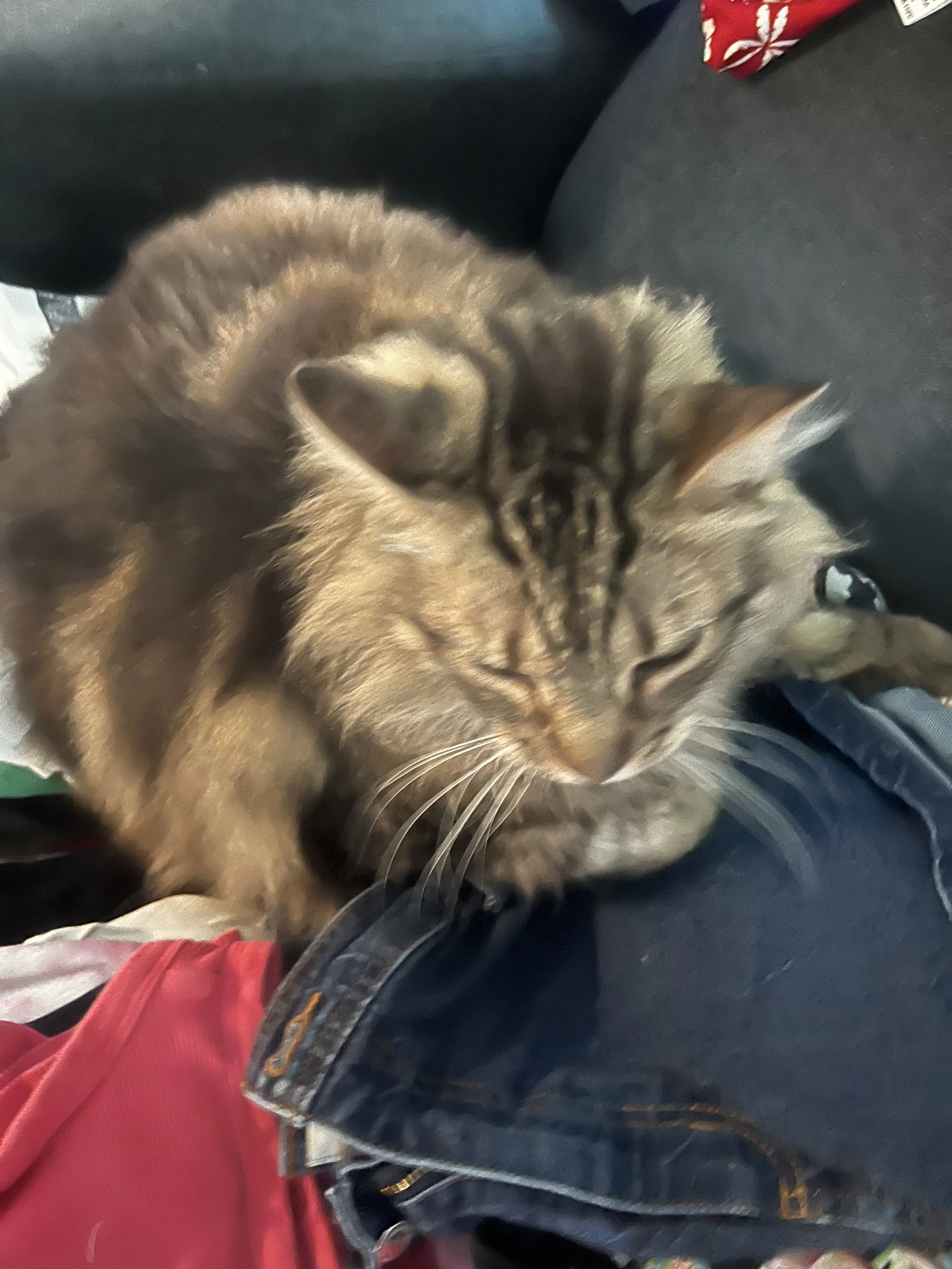 Long haired cat receiving in-home pet sitting care from Dani G Pet Care. 