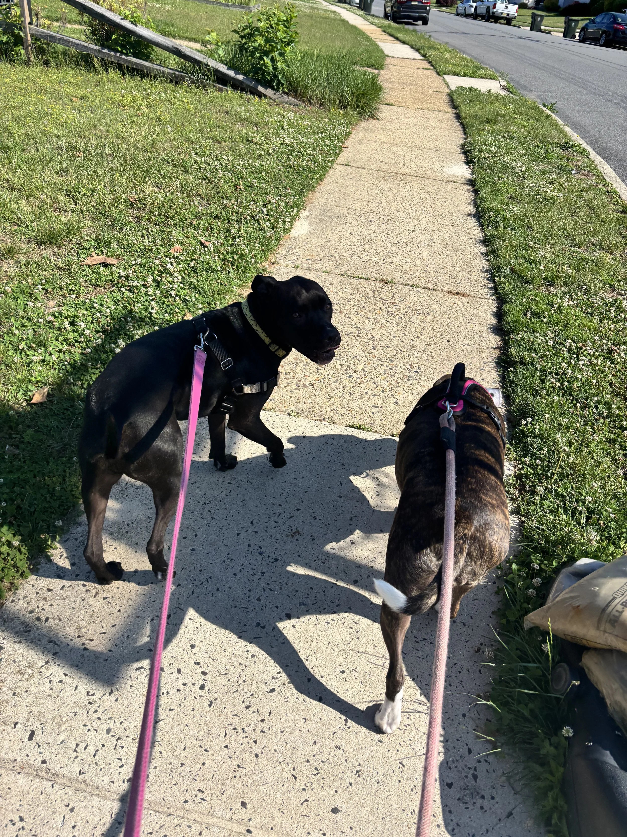 Two dogs on leashes walking on a sidewalk in a residential neighborhood by Dani G Pet Care.