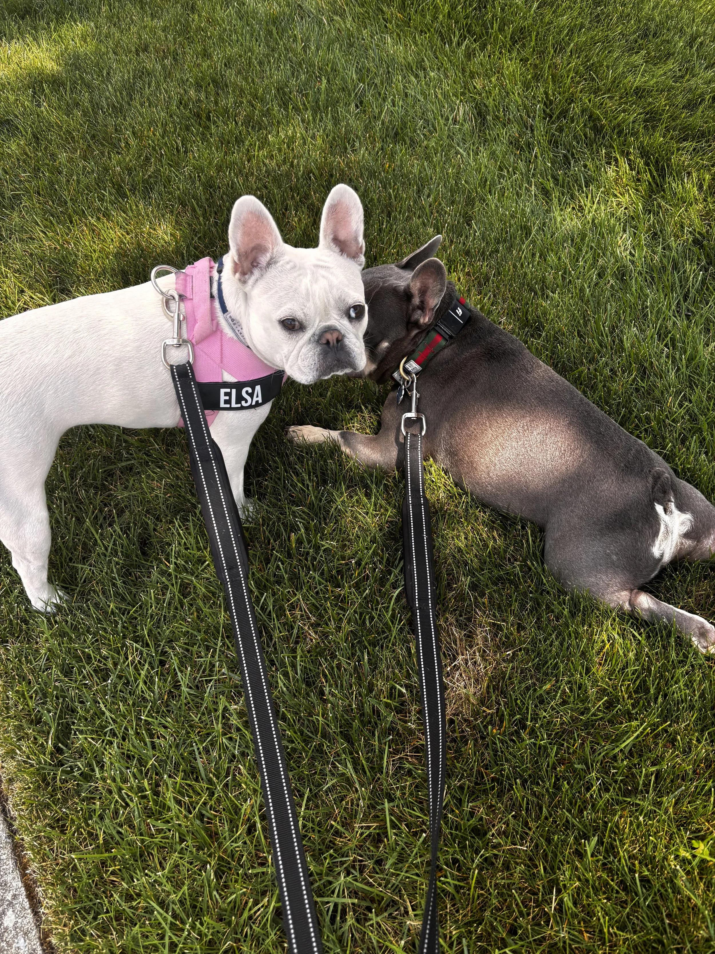 Frenchies enjoying their walk!!