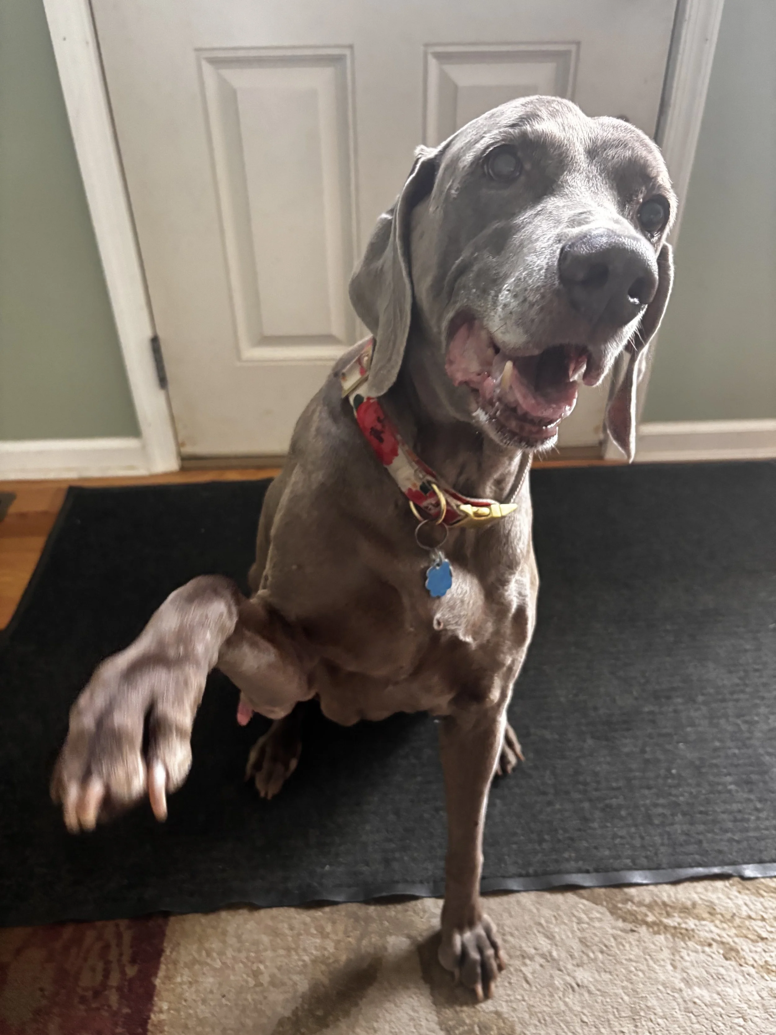 Always happy to see her pet sitter!