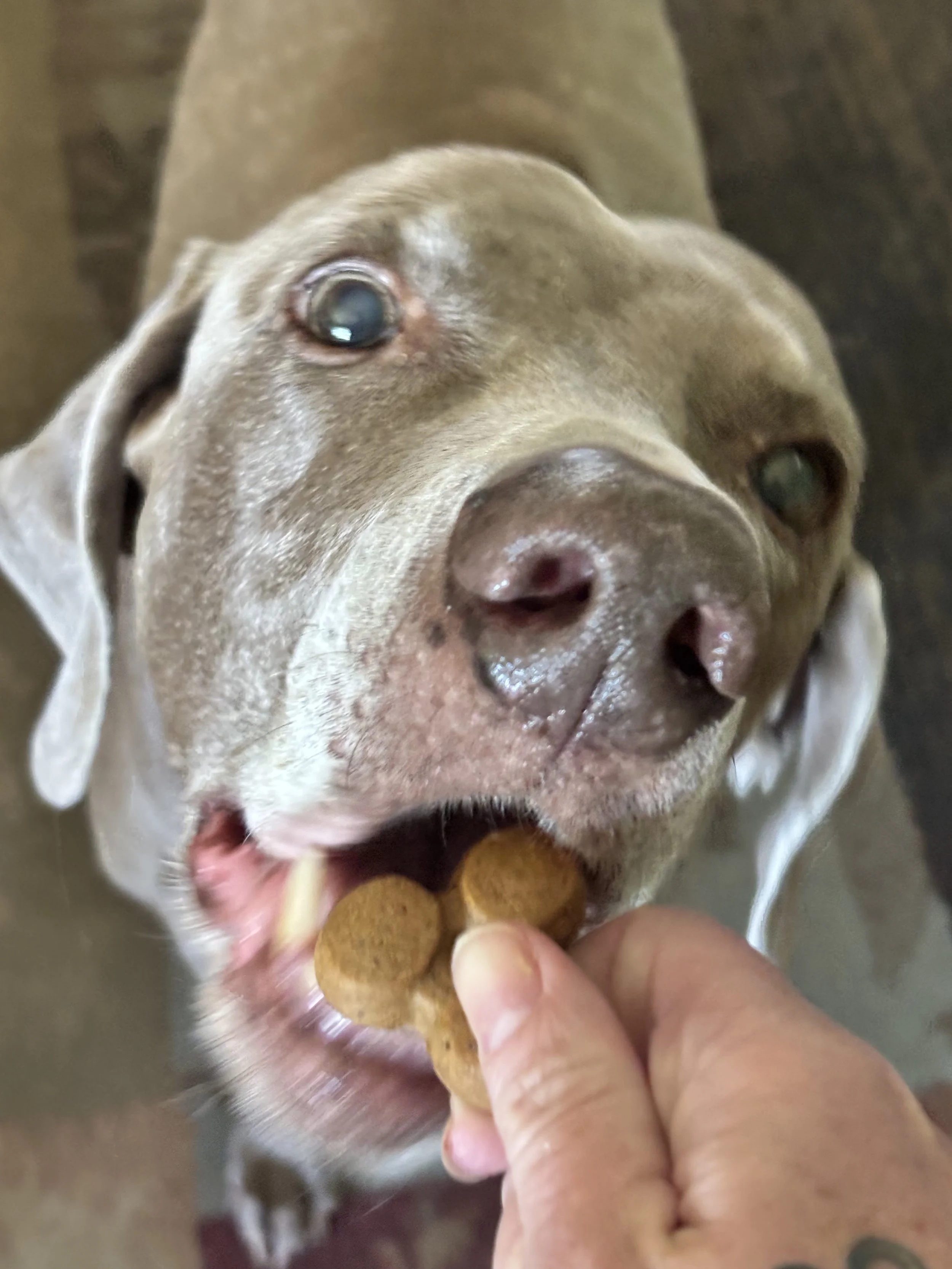 Happy pupper getting treats