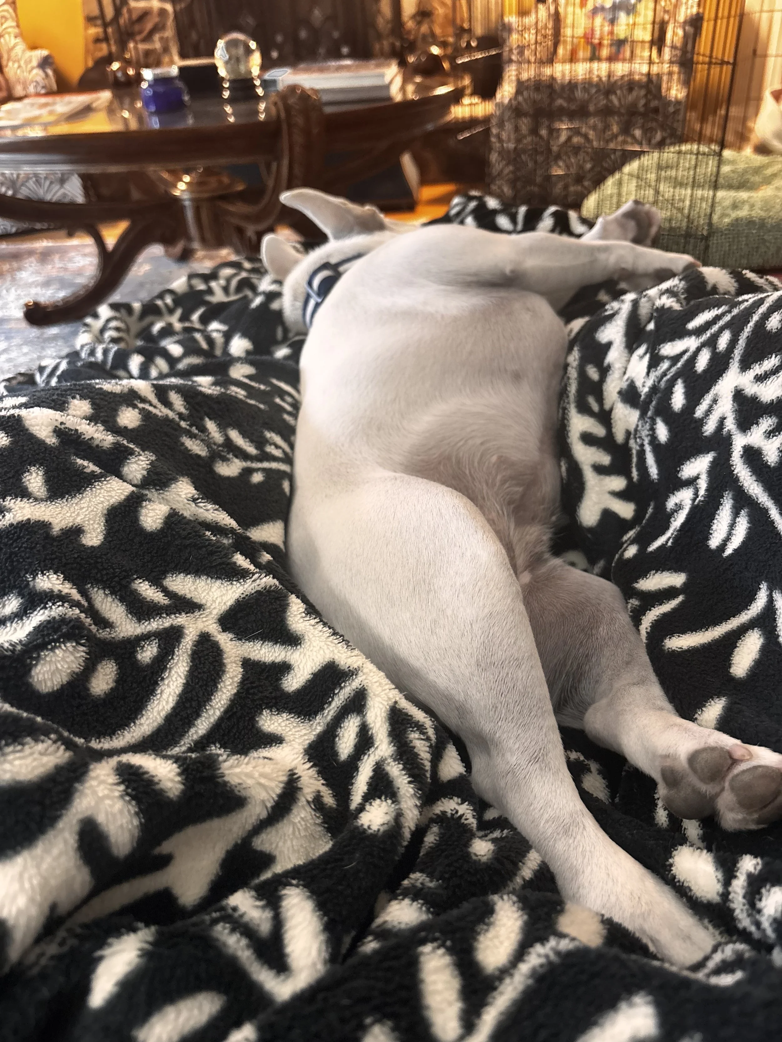 Sleeping French Bulldog resting comfortably after a fun day or play and exercise with Dani G Pet Care. 