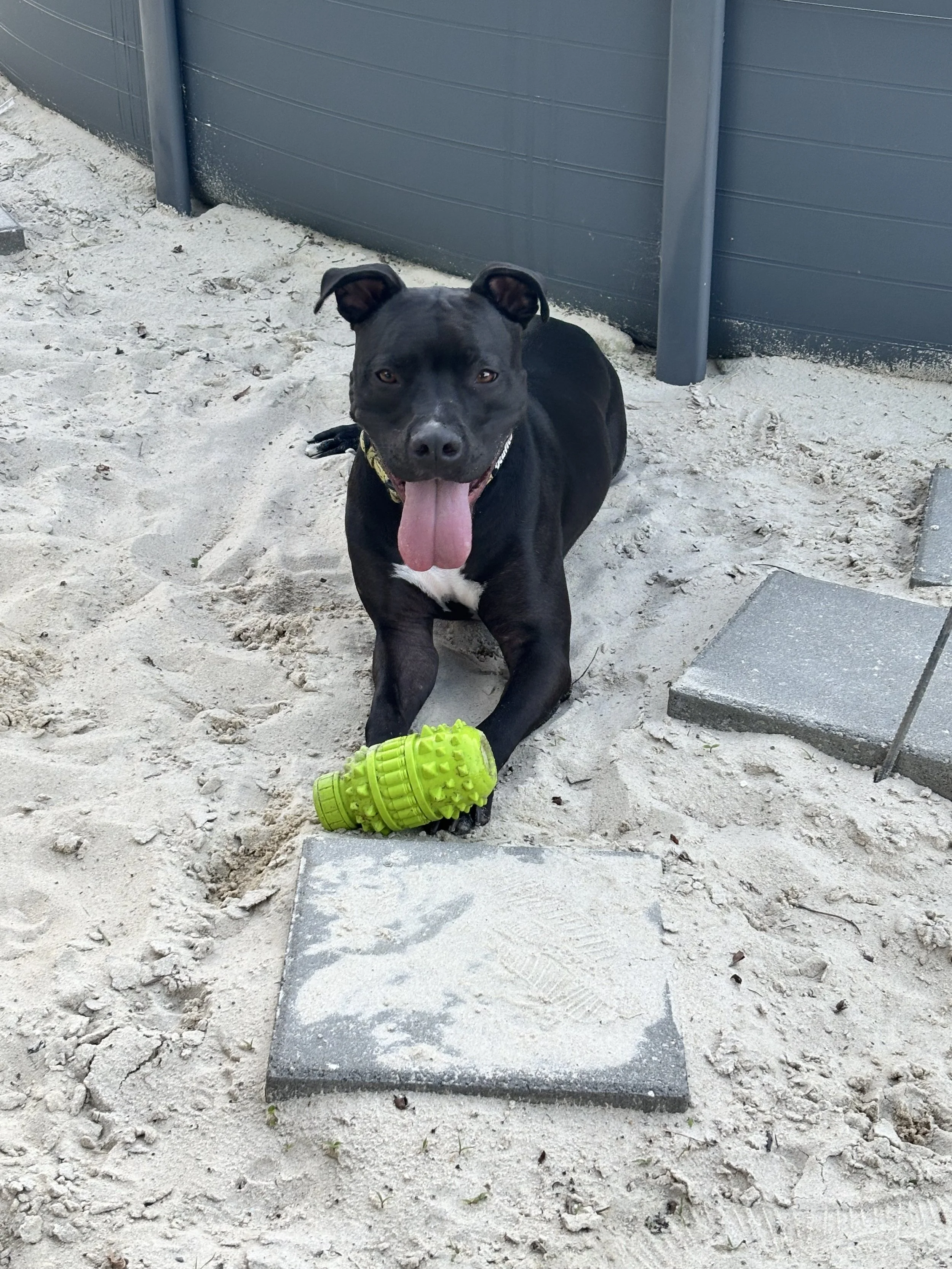 A happy pit bull relaxing after playing with Dani G Pet Care in Burlington County, NJ.