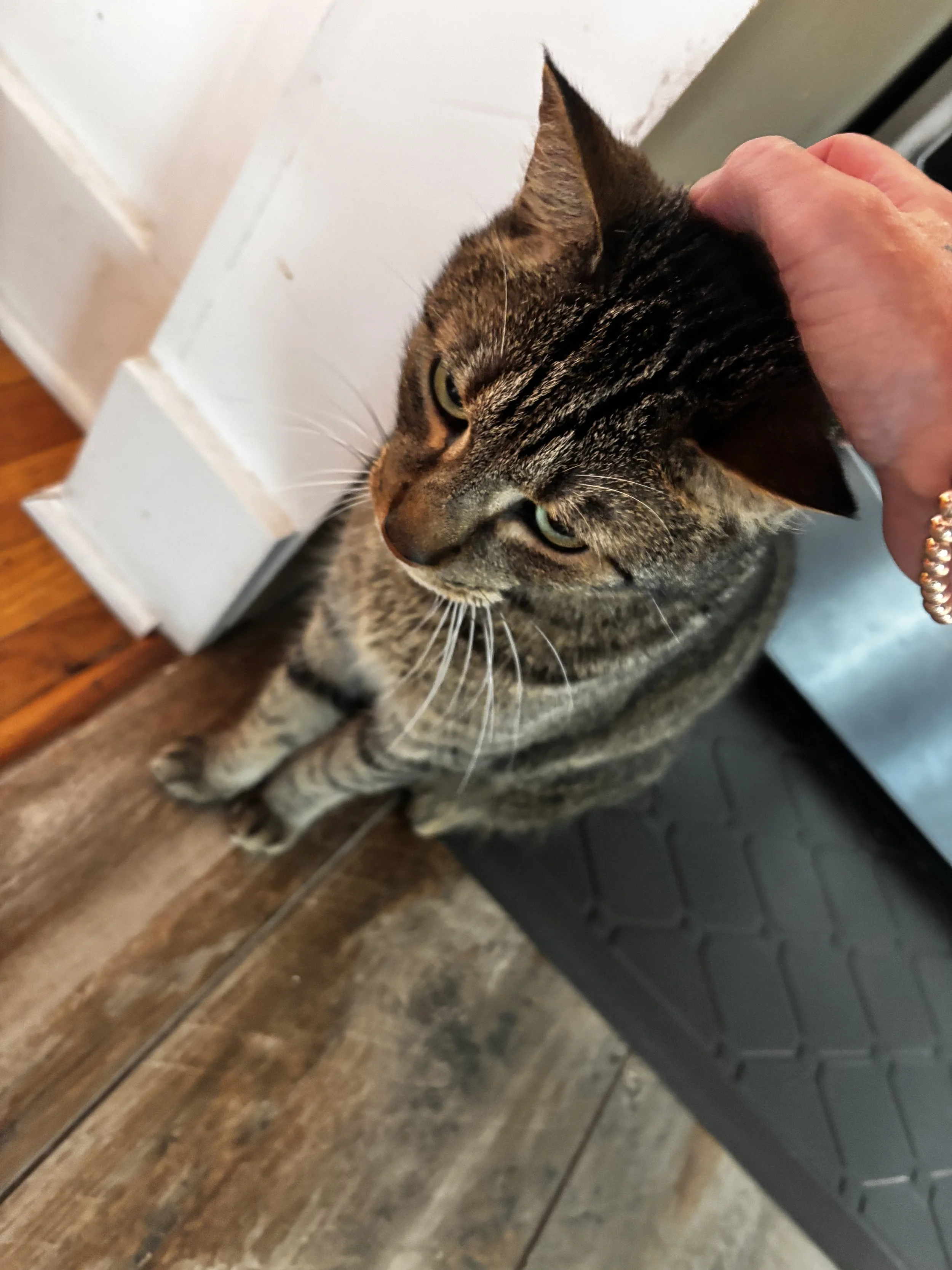 Kitty care!!!