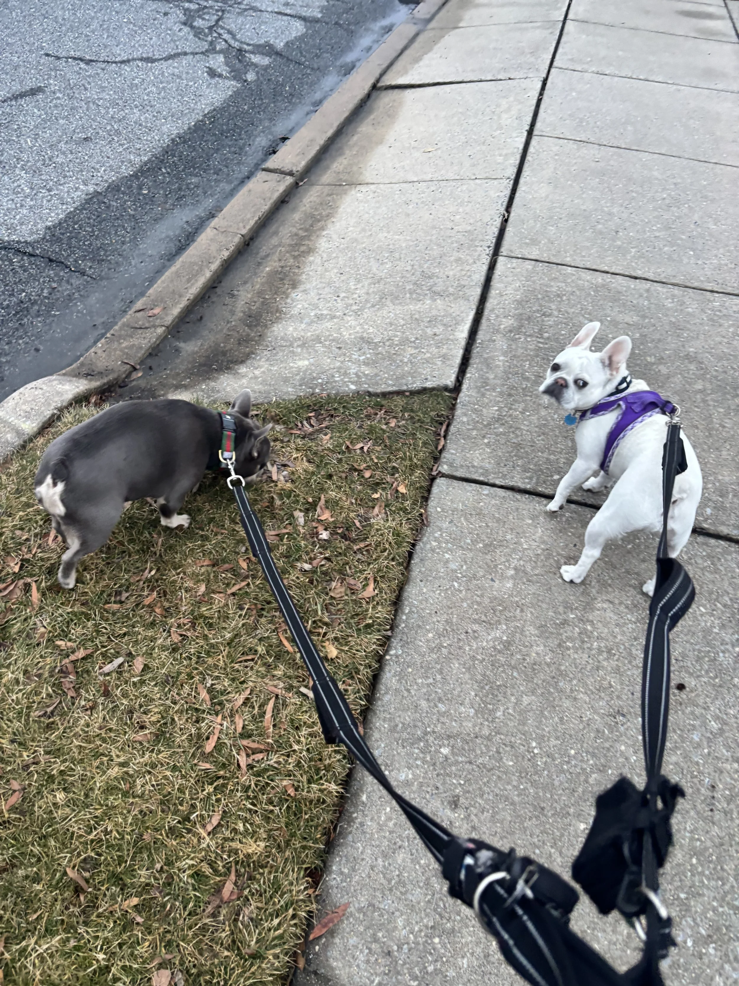 2 French Bulldogs going for a walk through a residential neighborhood while on an overnight vacation care with Dani G Pet Care. .