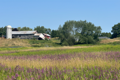 Relaxing at the farm