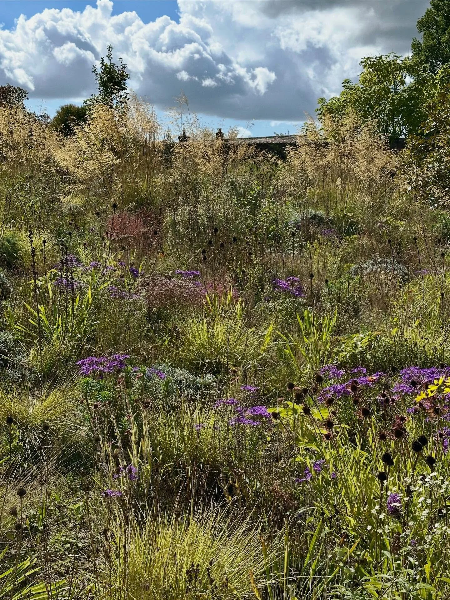 SAVE FOR STRUCTURE 🍂 

As we head from late summer into autumn and winter, gardens need structure to maintain character and interest.

So many beautiful structural plants seen here - @kneppwilding - that will give shelter and cover to a hugely diver