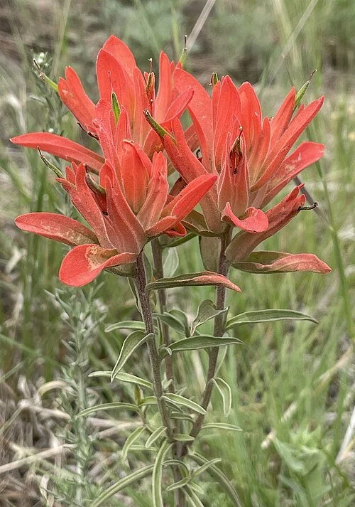 Castilleja_integra_-_Michael_Tidwell_01.jpg