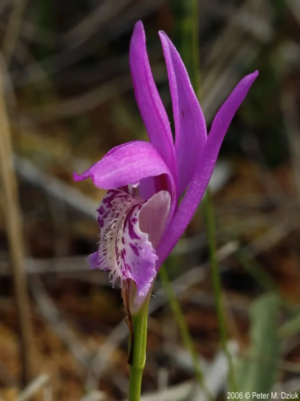 Dragon's Mouth Orchid (Arethusa bulbosa). Source: Ed Reschke / Getty Images