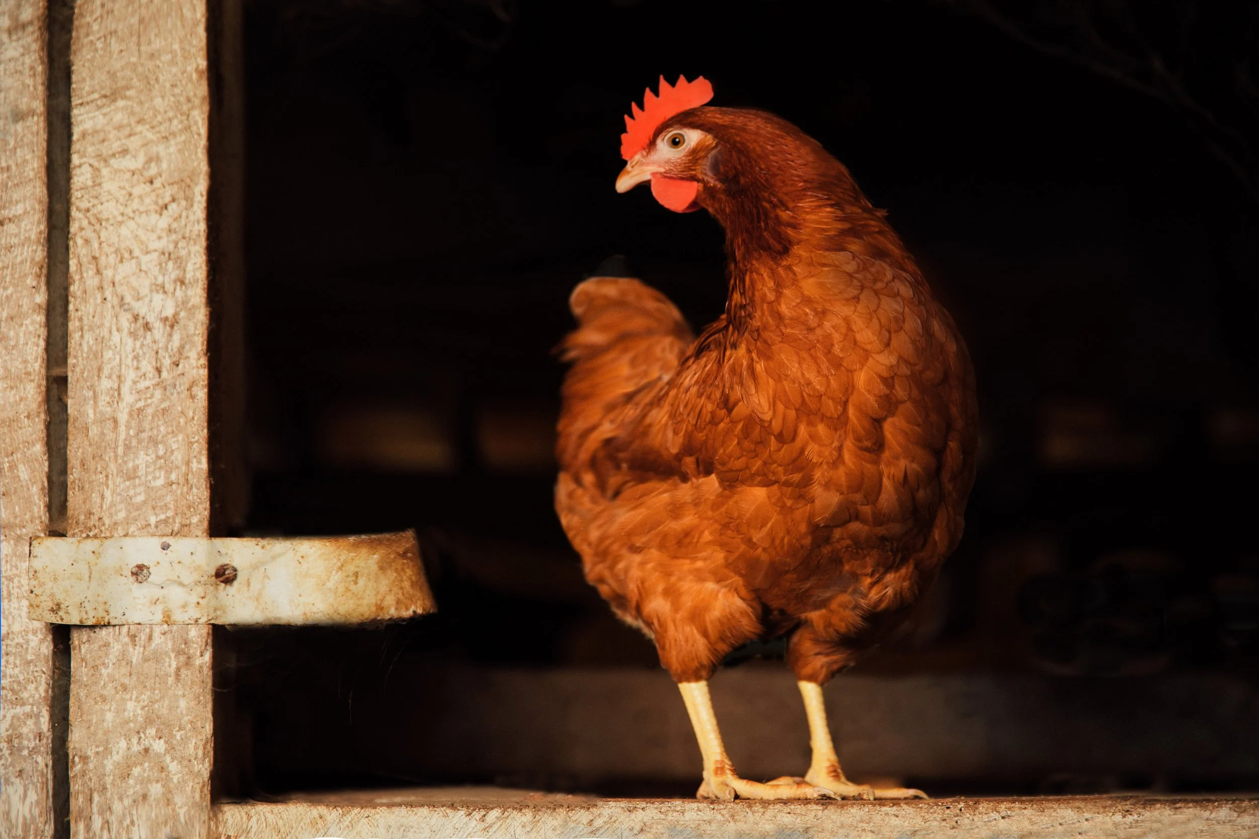 @thedjpierce_Farmer_s Hen-03.jpg